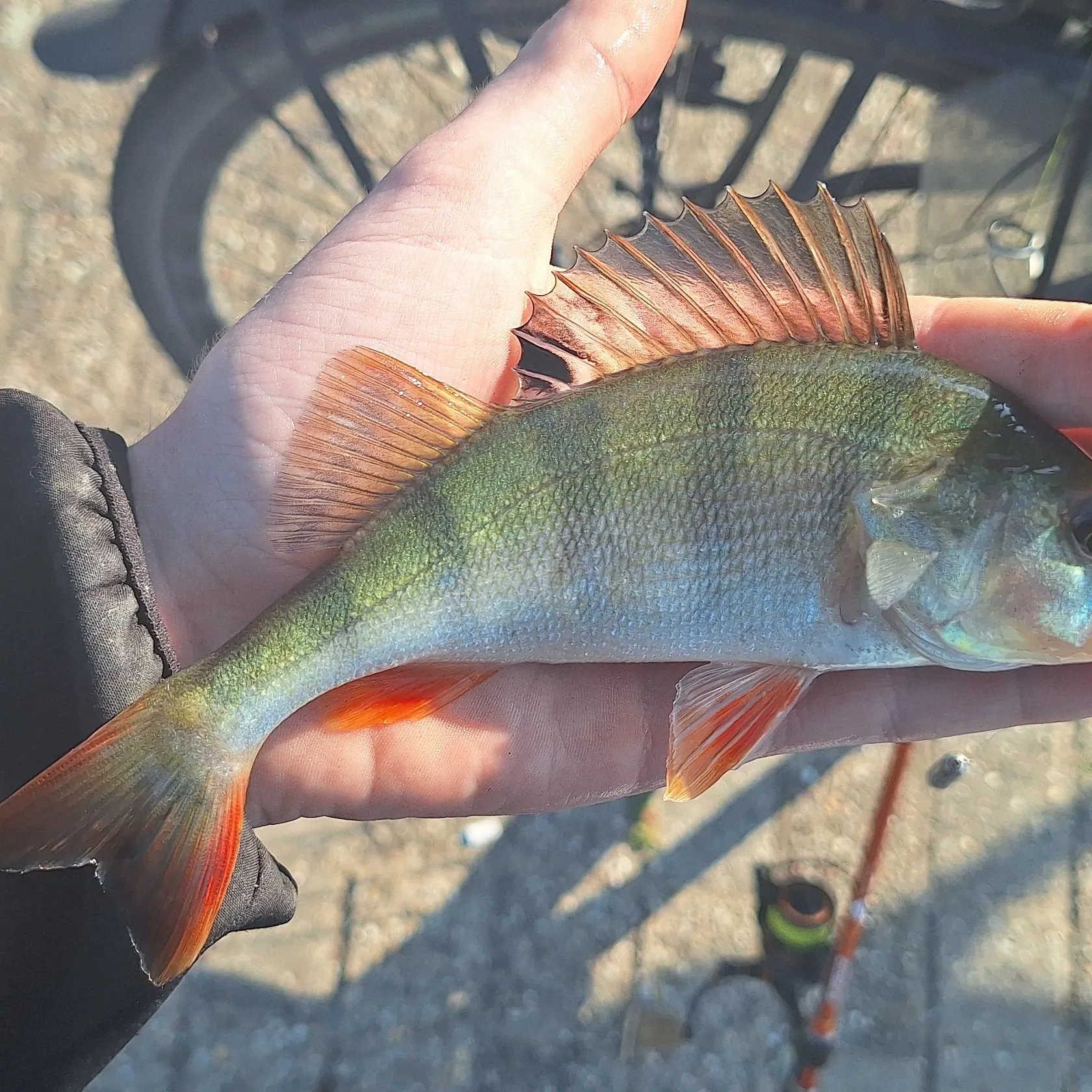 European perch caught on Fishbrain