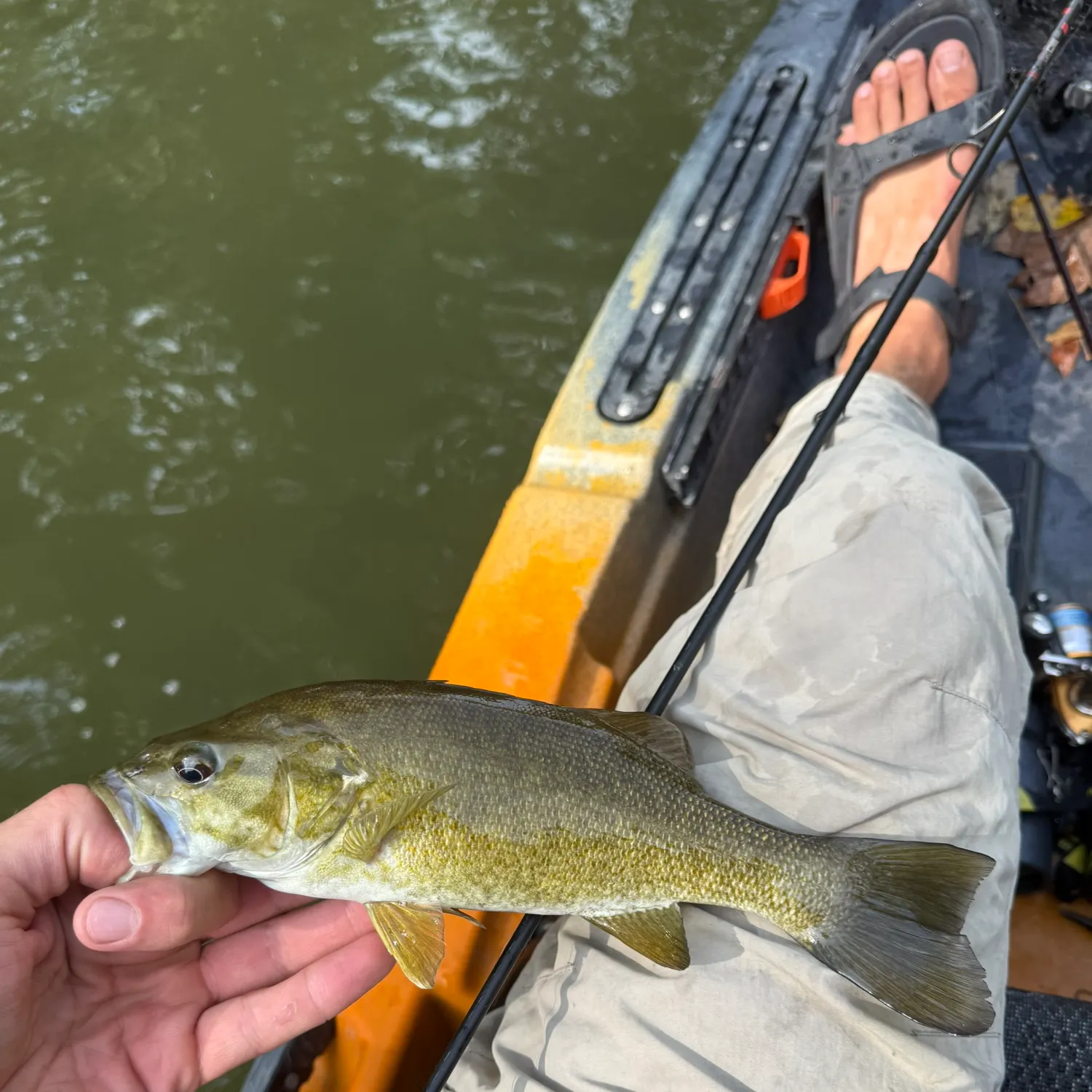 Smallmouth bass caught on Fishbrain