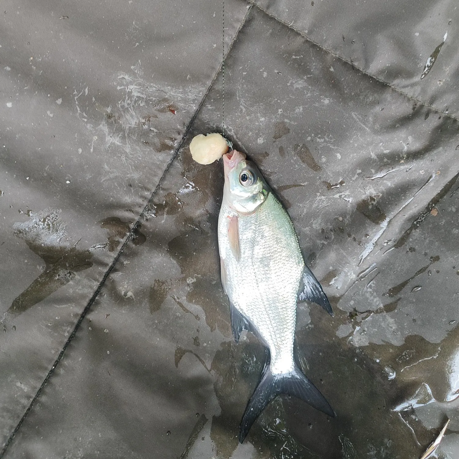 The most recent White bream catches on Fishbrain