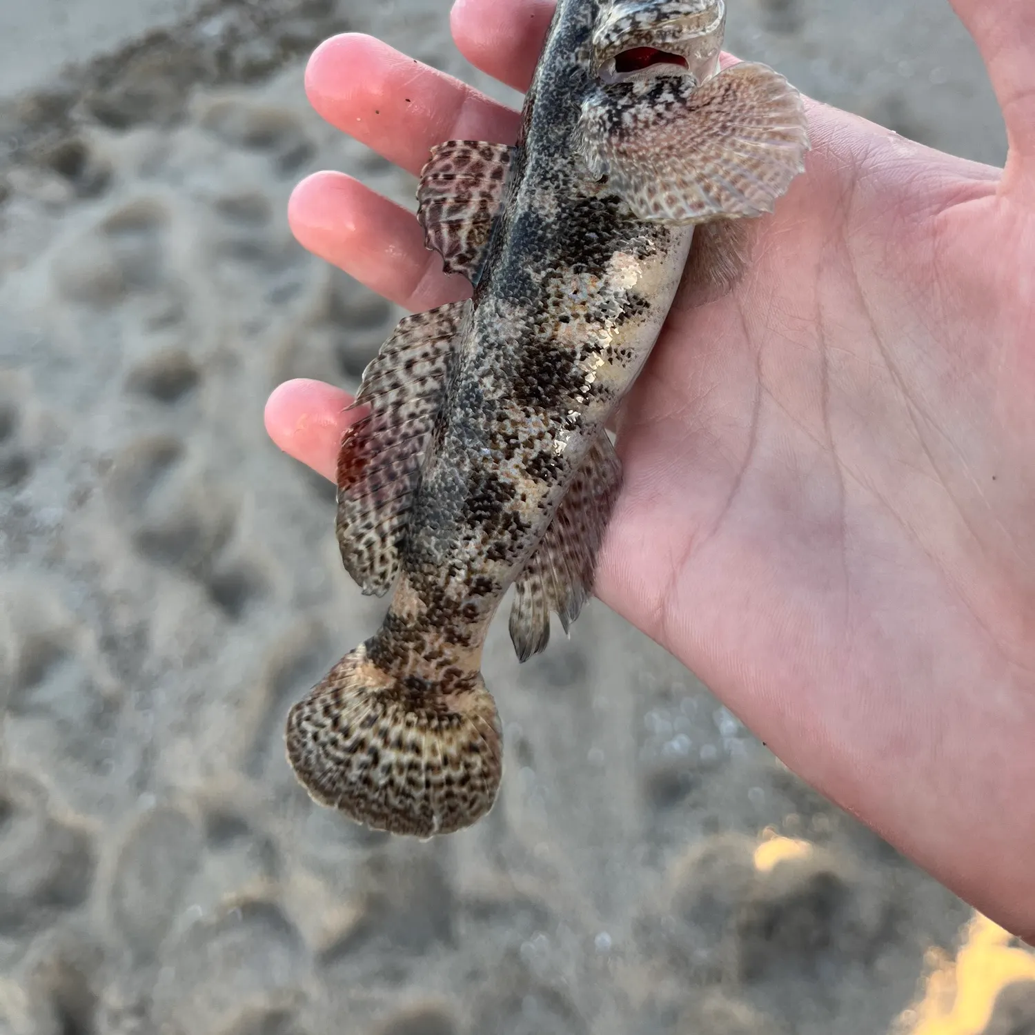 The most recent Giant goby catches on Fishbrain
