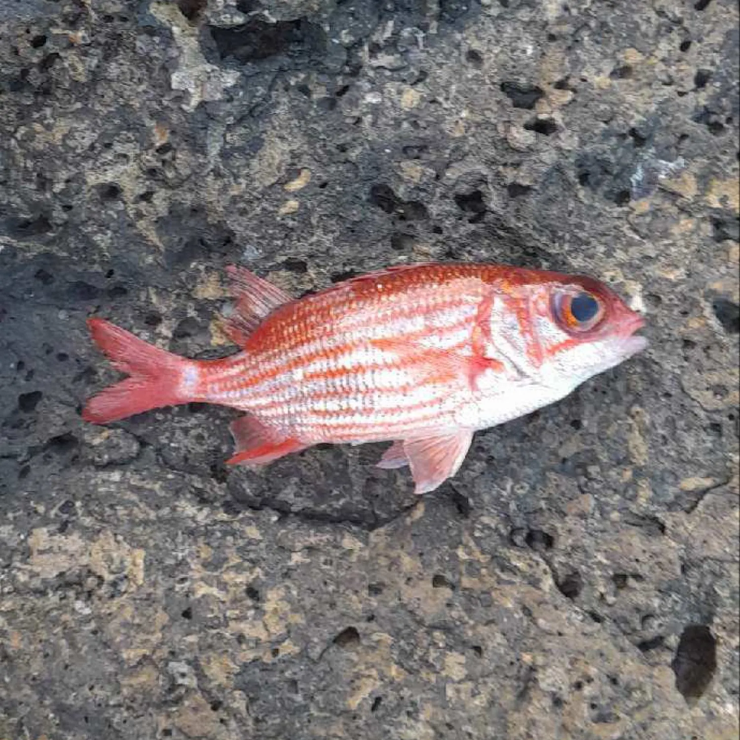 The most popular recent Blotcheye soldierfish catch on Fishbrain