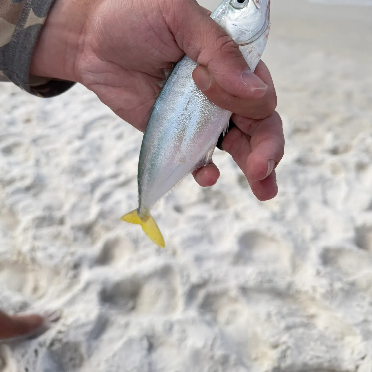 The most recent Leatherjack catches on Fishbrain