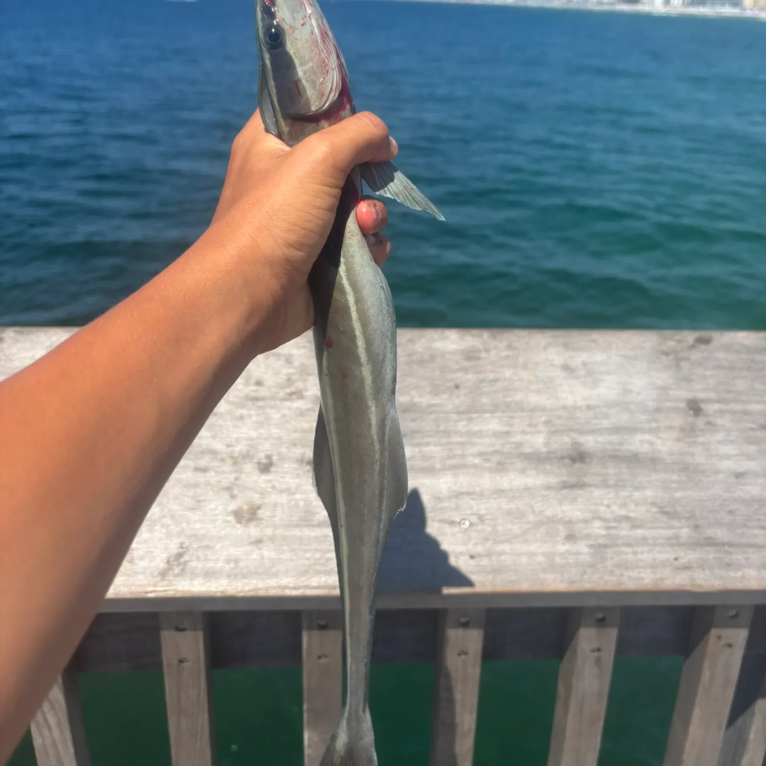 The most recent Live sharksucker catches on Fishbrain