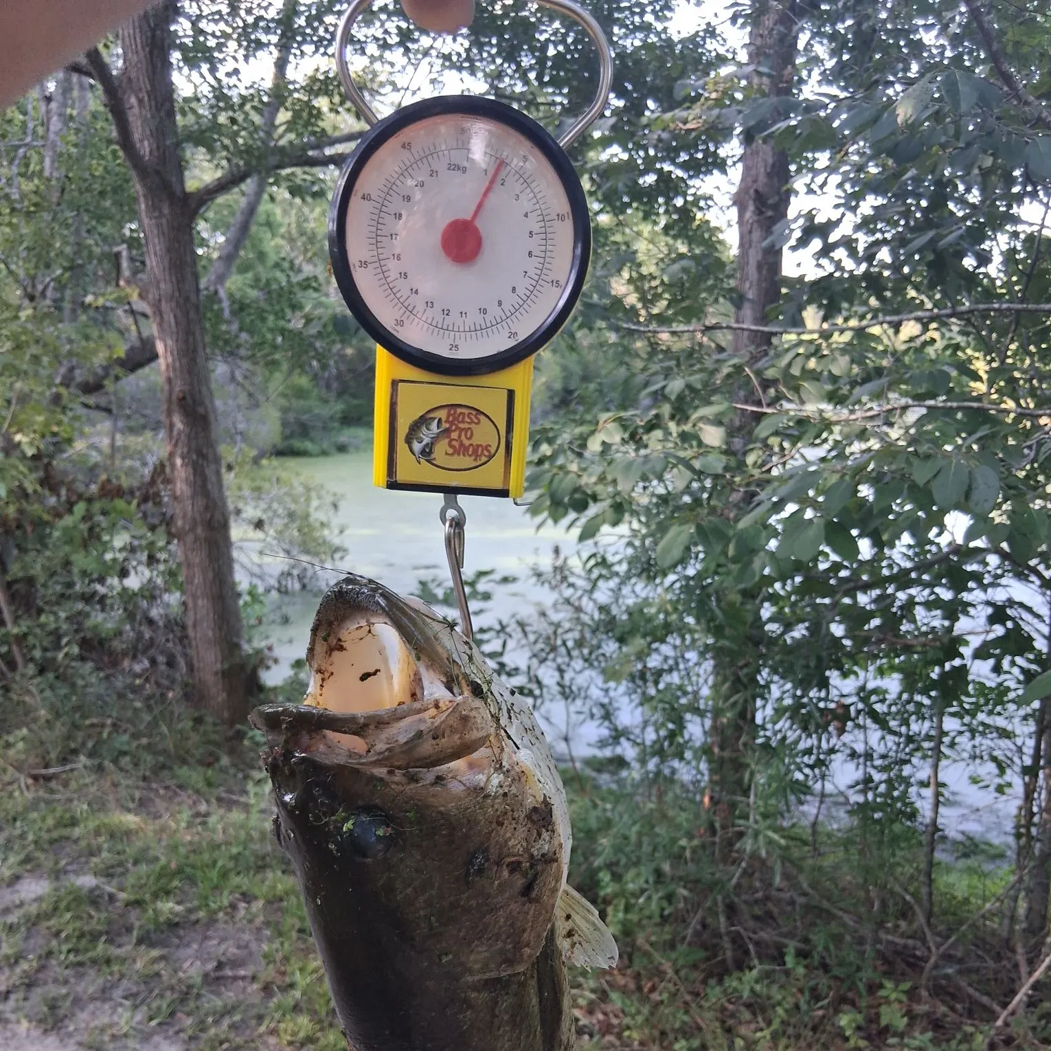 Largemouth bass caught on Fishbrain