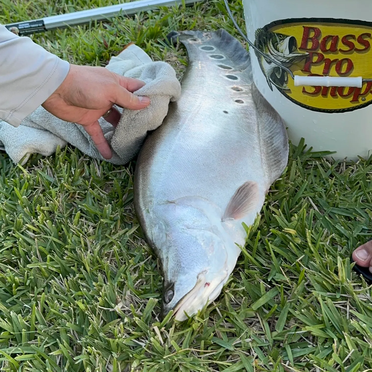 Clown knifefish caught on Fishbrain