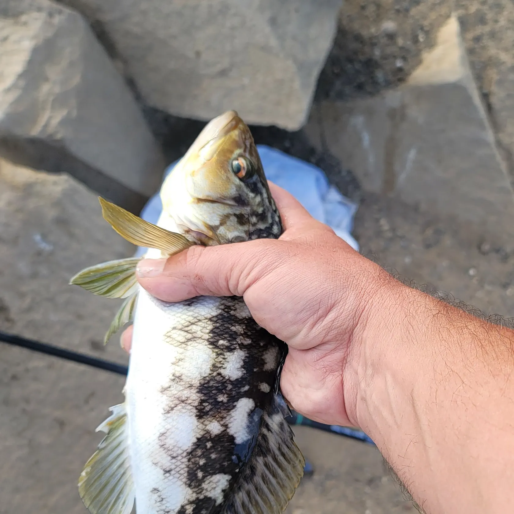 Kelp bass caught on Fishbrain