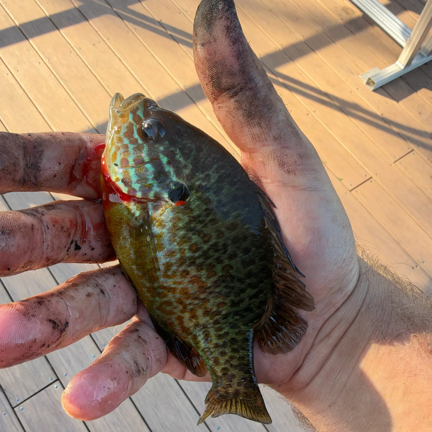 Pumpkinseed caught on Fishbrain