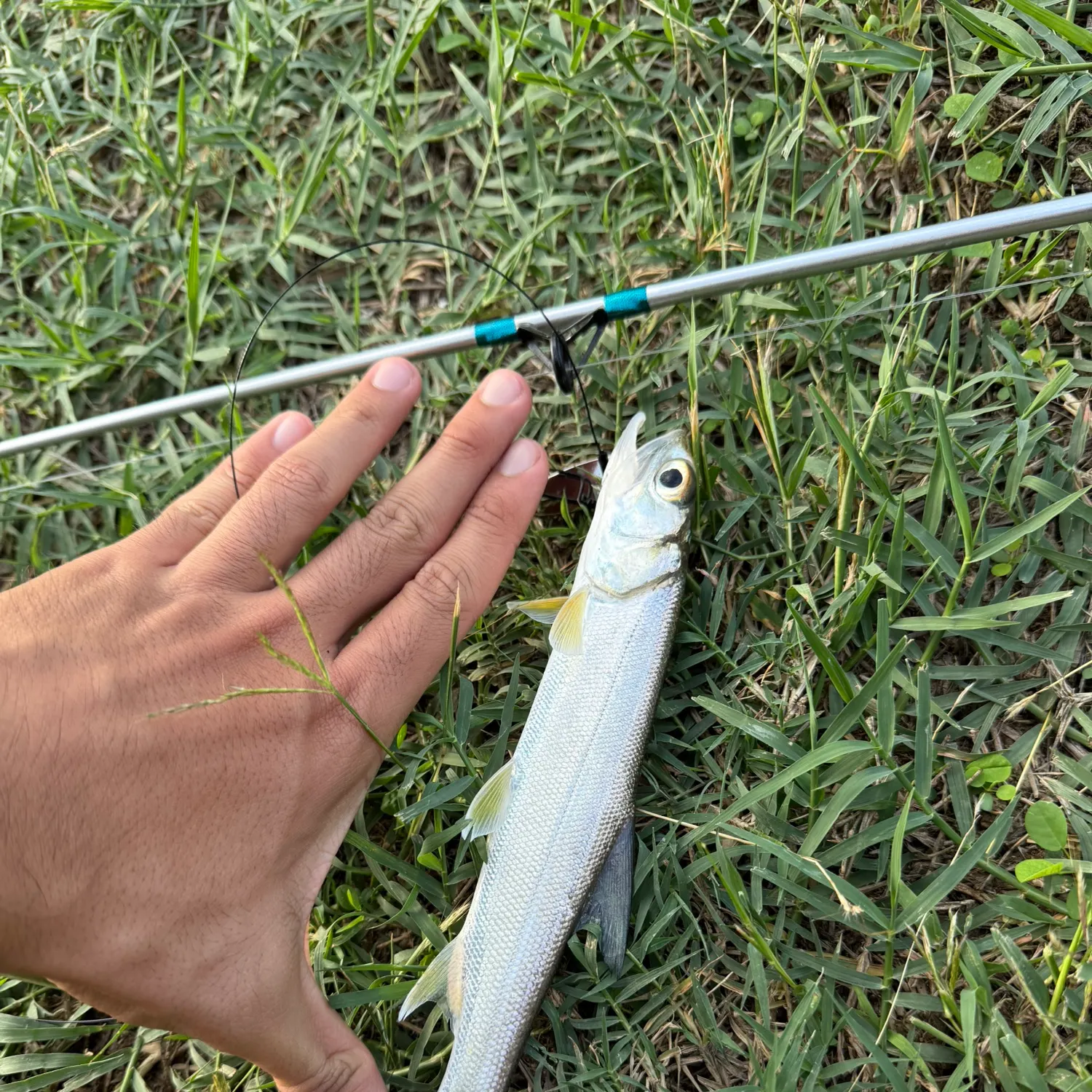 The most recent Hawaiian ladyfish catches on Fishbrain
