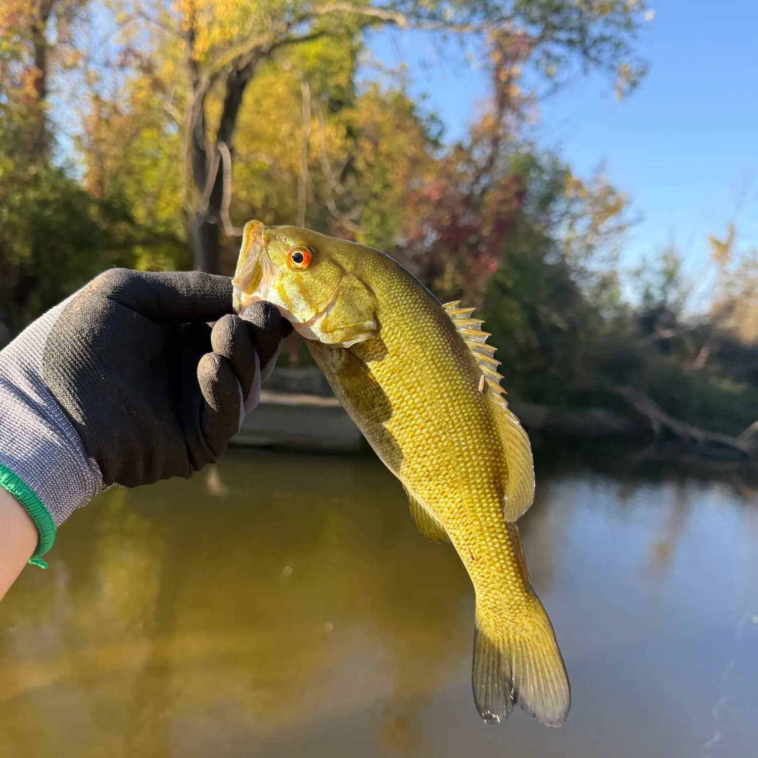Smallmouth bass caught on Fishbrain