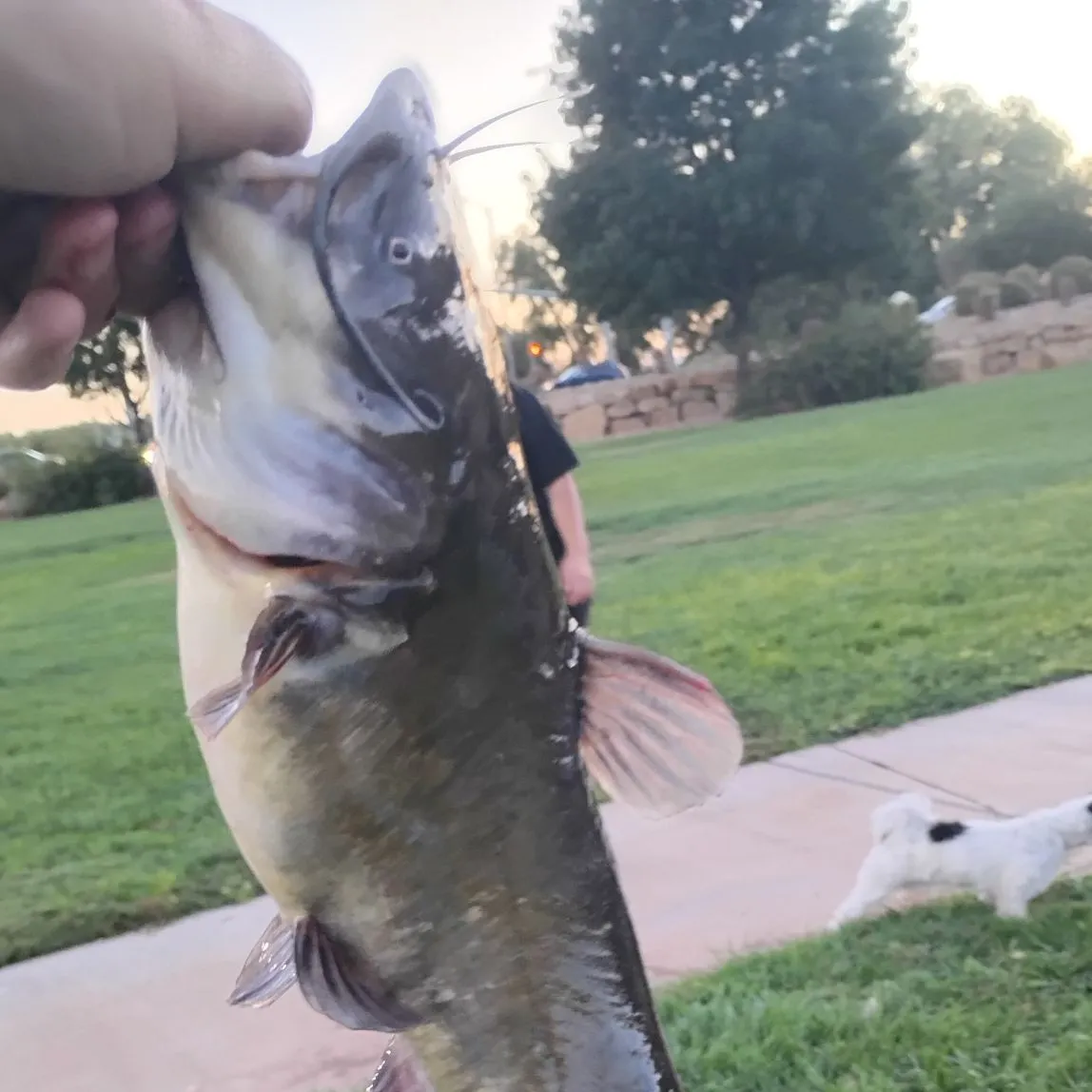 Black bullhead caught on Fishbrain
