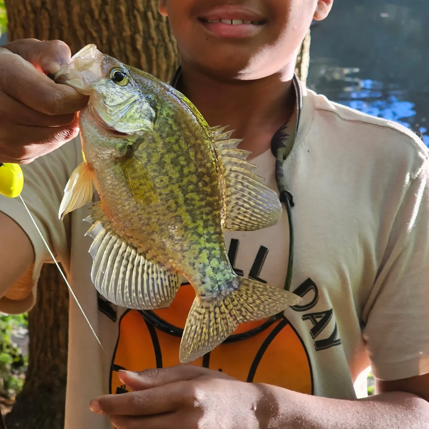 Black crappie caught on Fishbrain