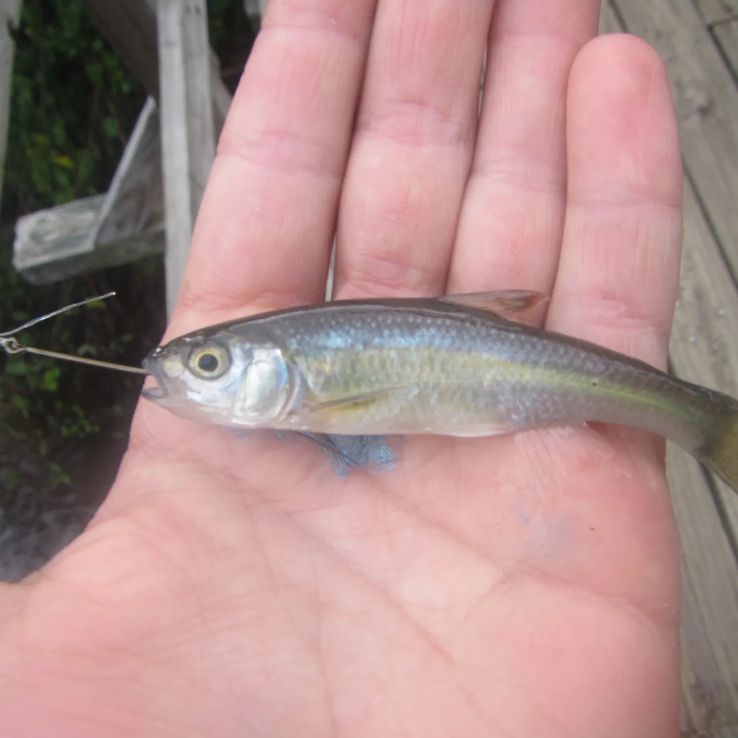 Creek chub caught on Fishbrain