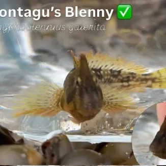 The most recent Montagu's blenny catches on Fishbrain