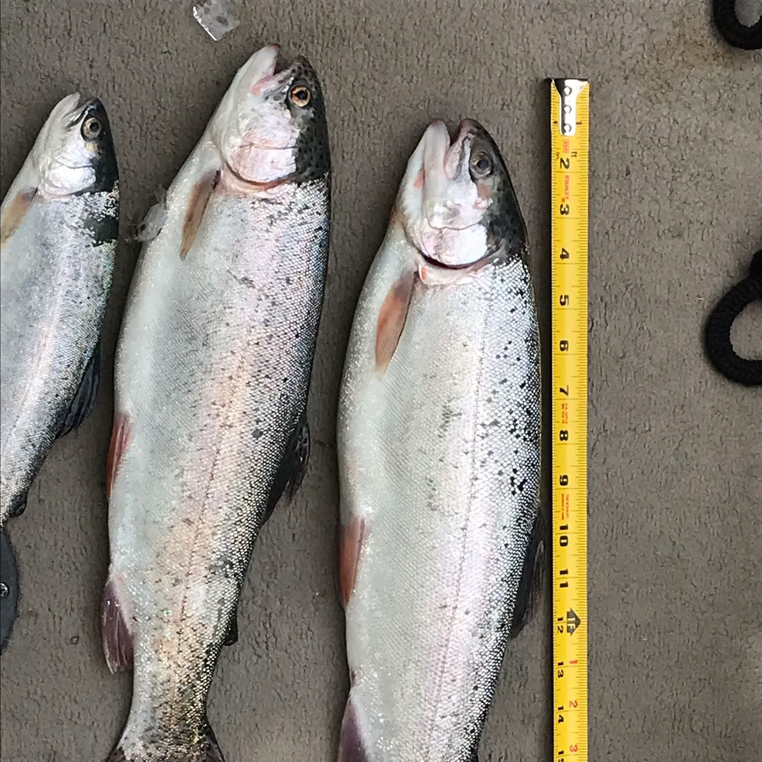 angler catch