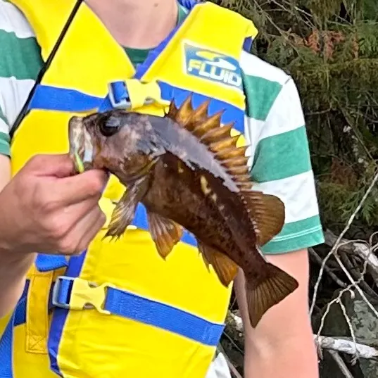 Brown rockfish caught on Fishbrain