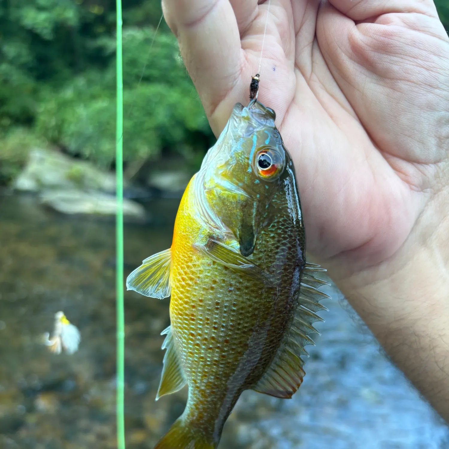 Redbreast sunfish caught on Fishbrain