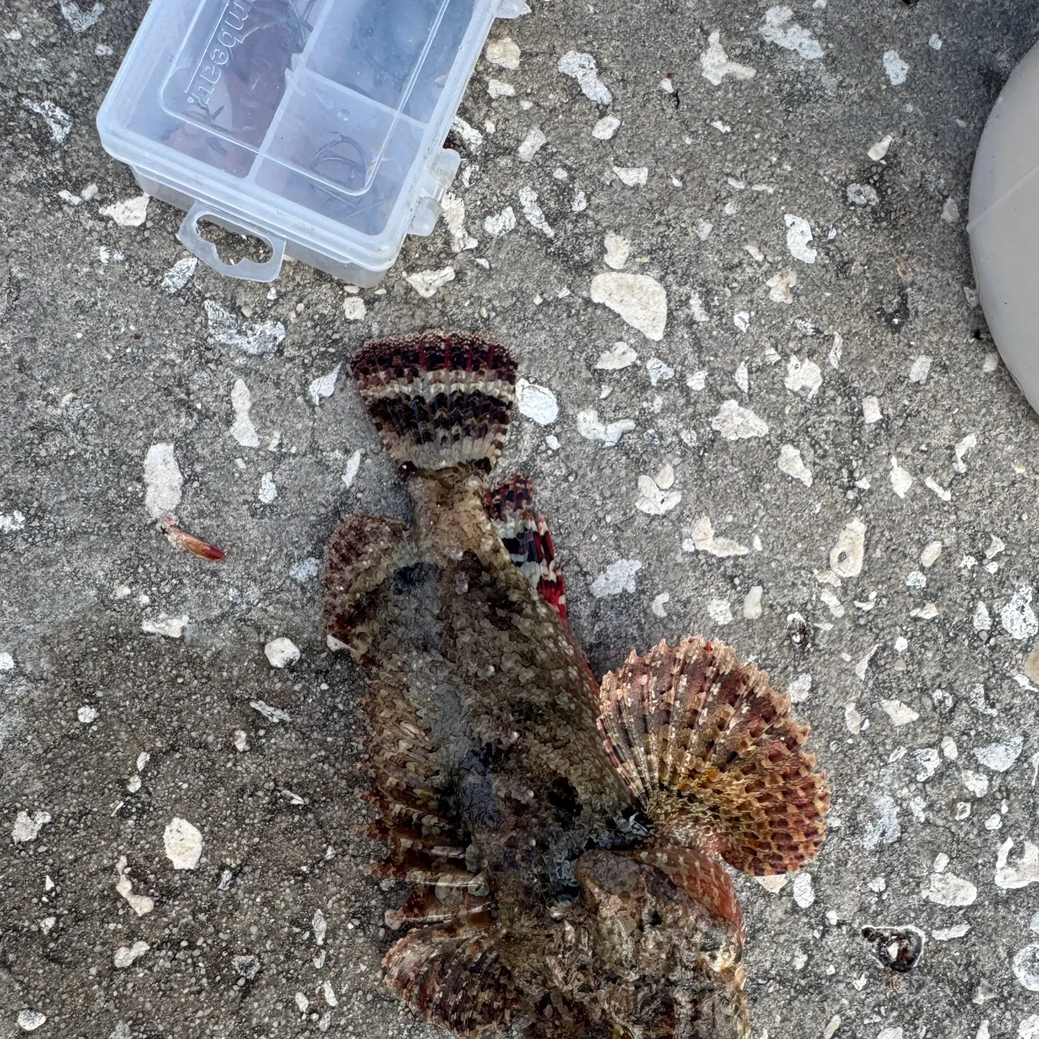 The most recent Spotted scorpionfish catches on Fishbrain