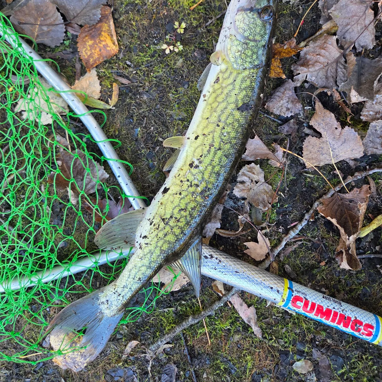 Chain pickerel caught on Fishbrain