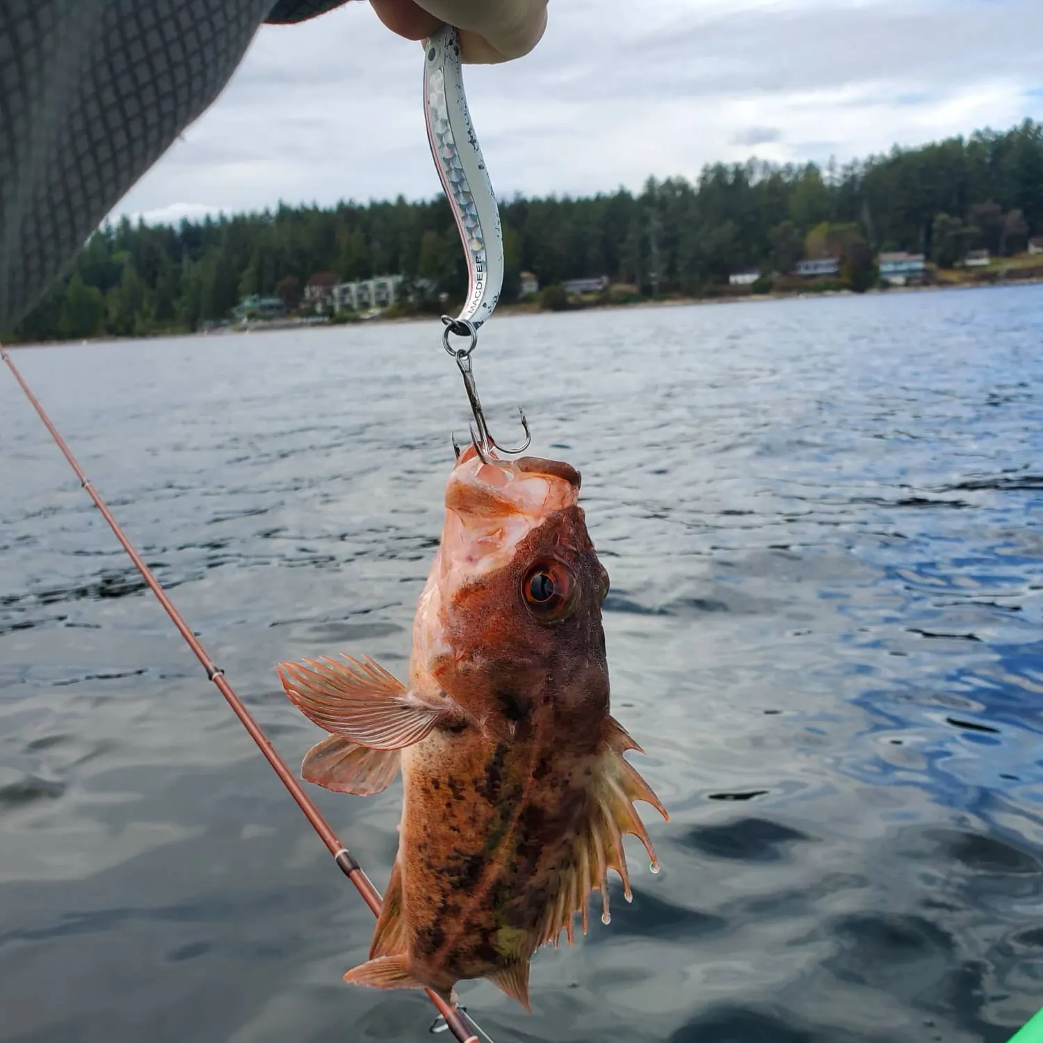 Copper rockfish caught on Fishbrain