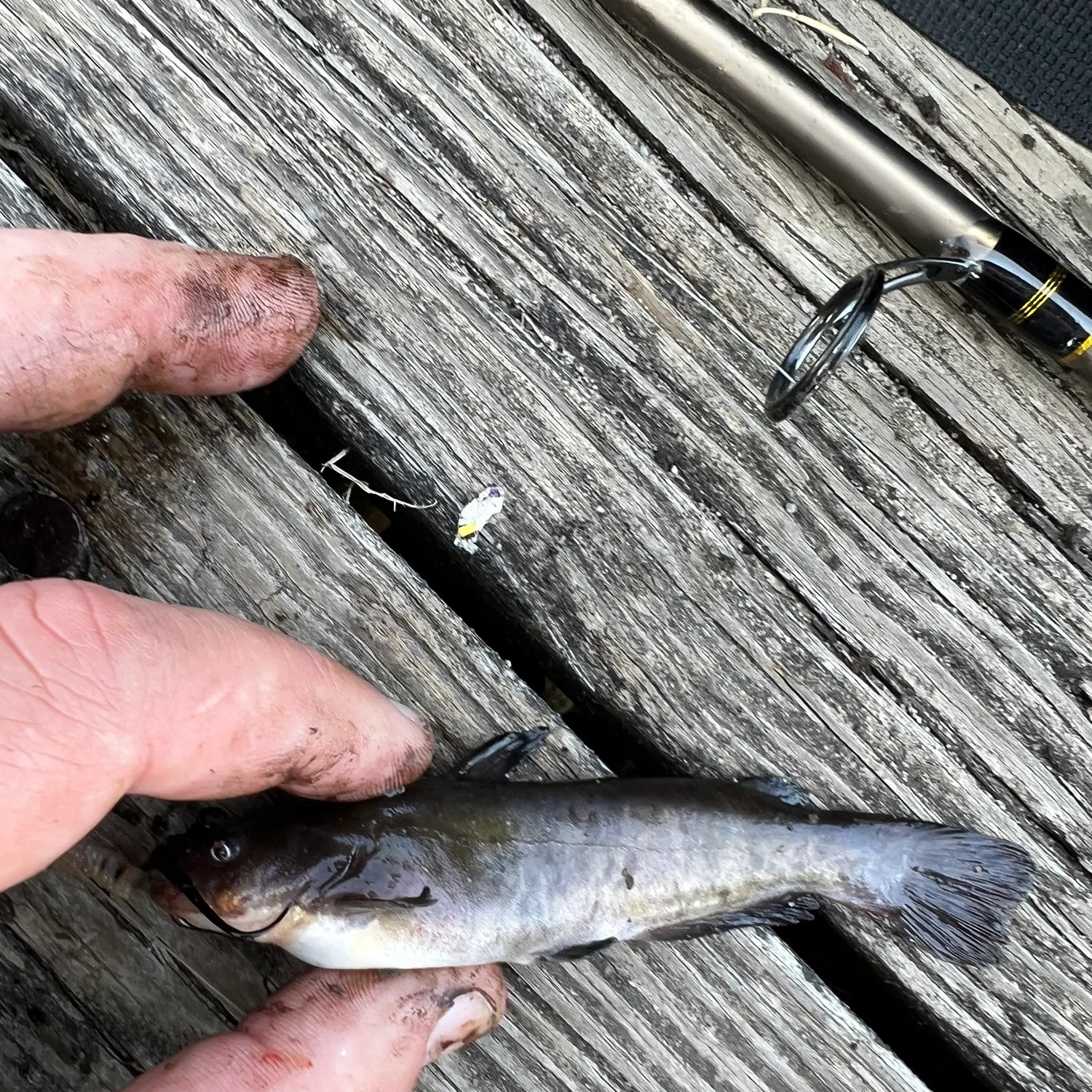 Black bullhead caught on Fishbrain