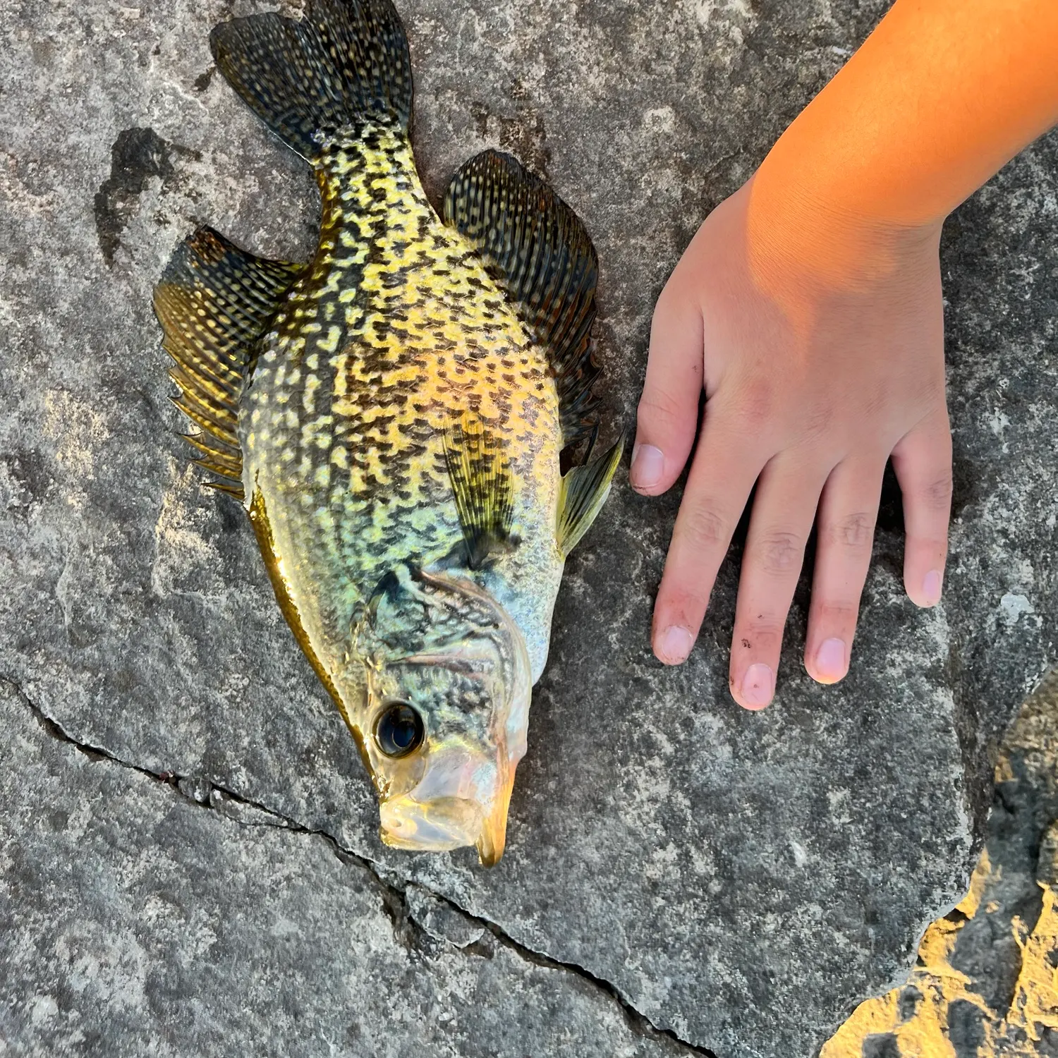 Black crappie caught on Fishbrain