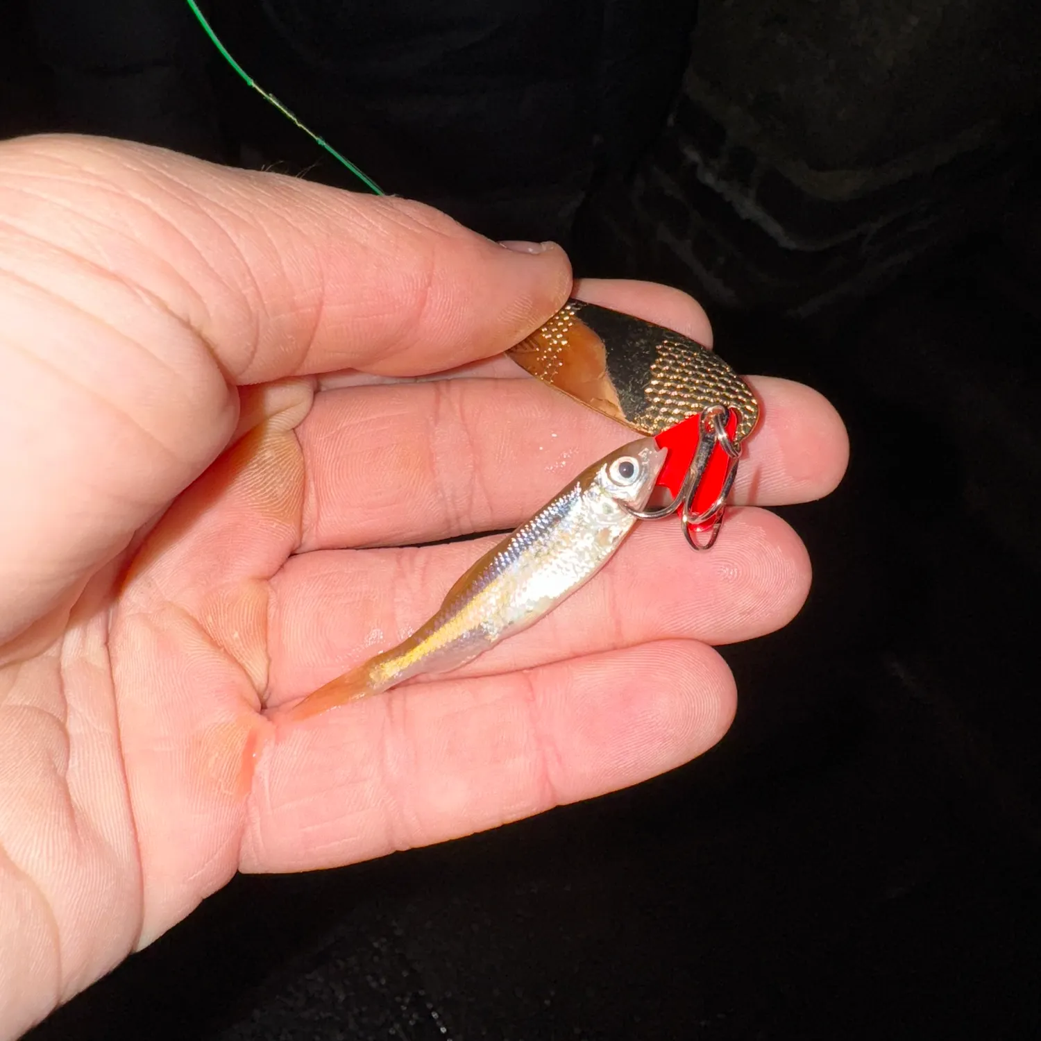 The most recent Ide catches on Fishbrain