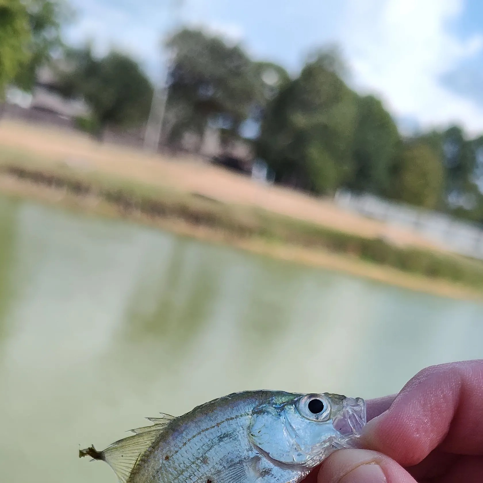 The most recent White crappie catches on Fishbrain