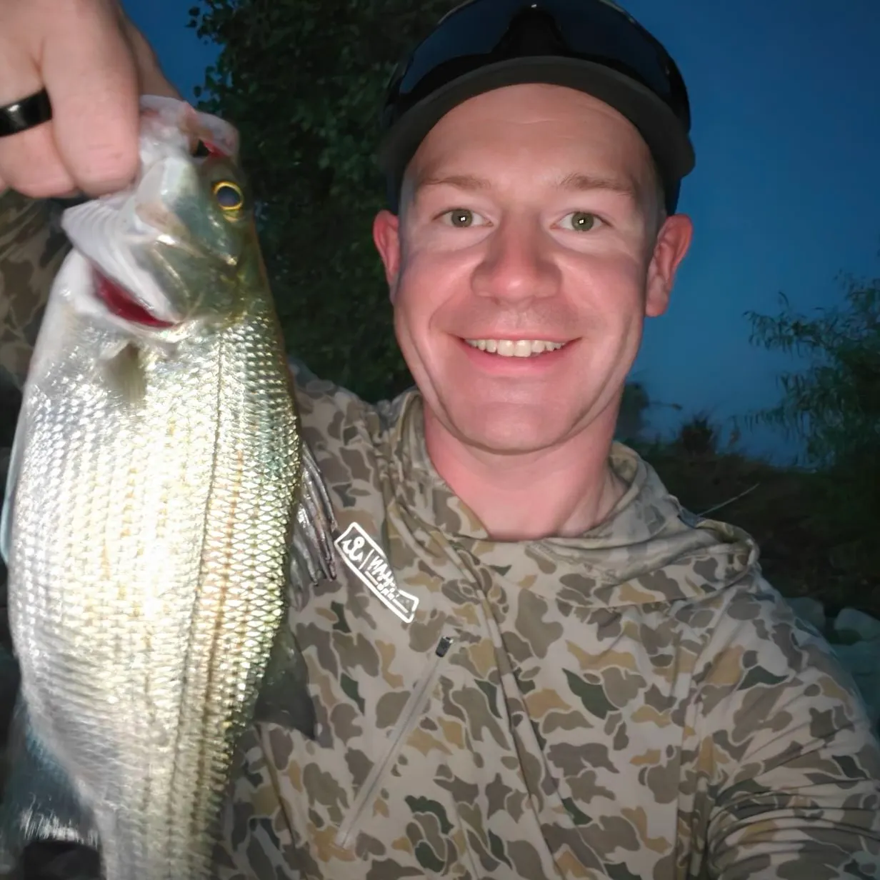 White bass caught on Fishbrain