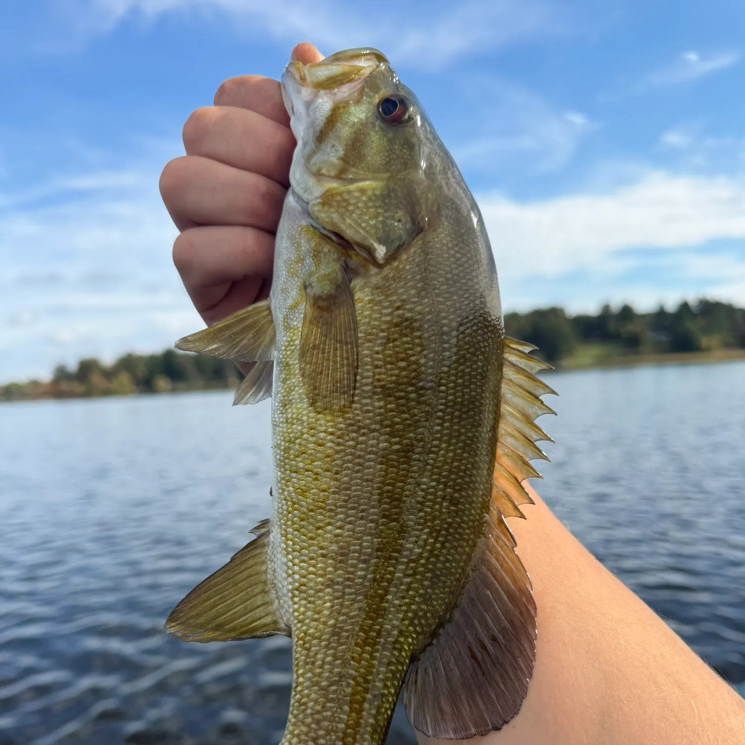 Smallmouth bass caught on Fishbrain