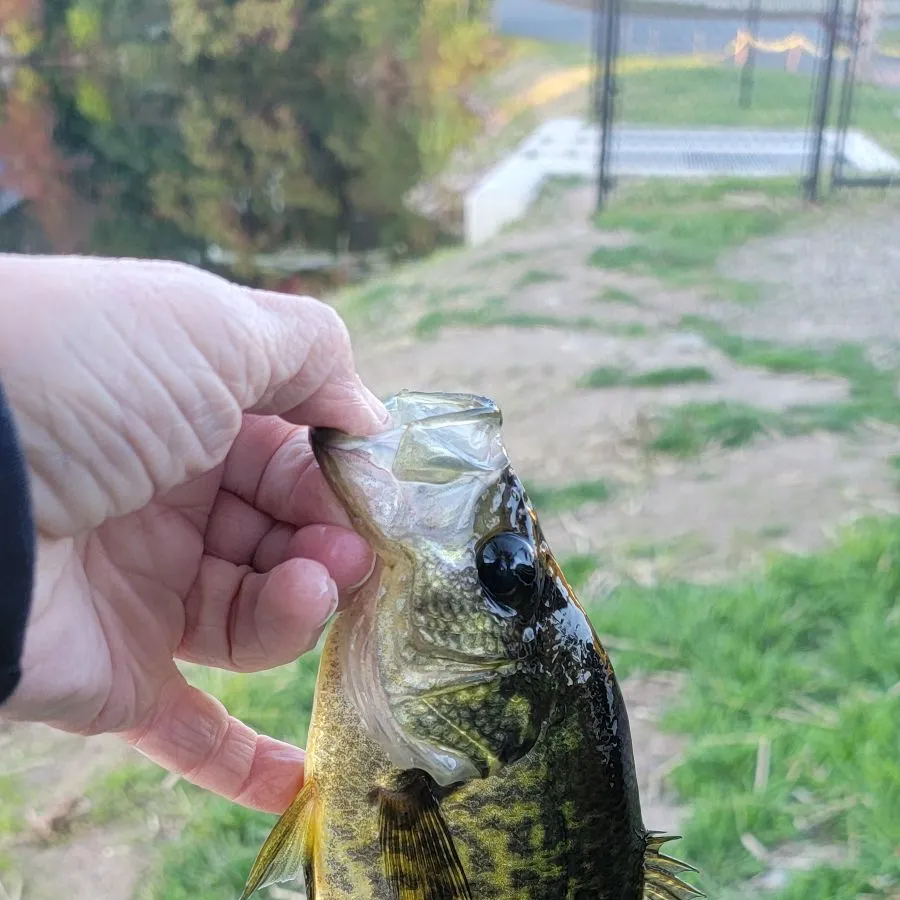 Black crappie caught on Fishbrain