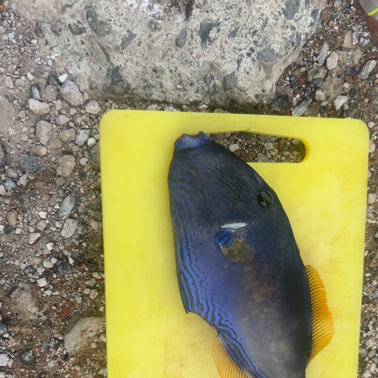 The most recent Six-spined leatherjacket catches on Fishbrain