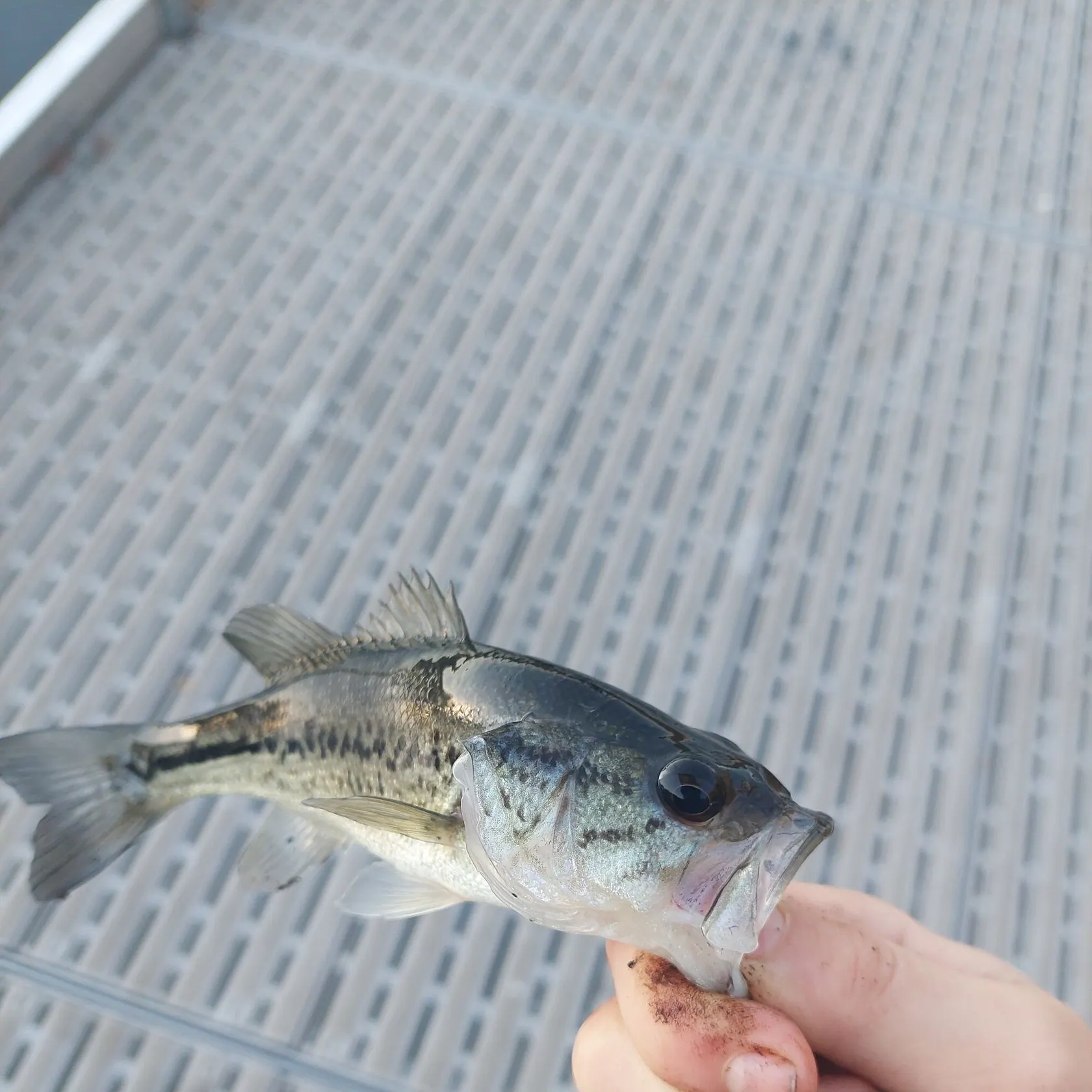 Fish caught on Fishbrain
