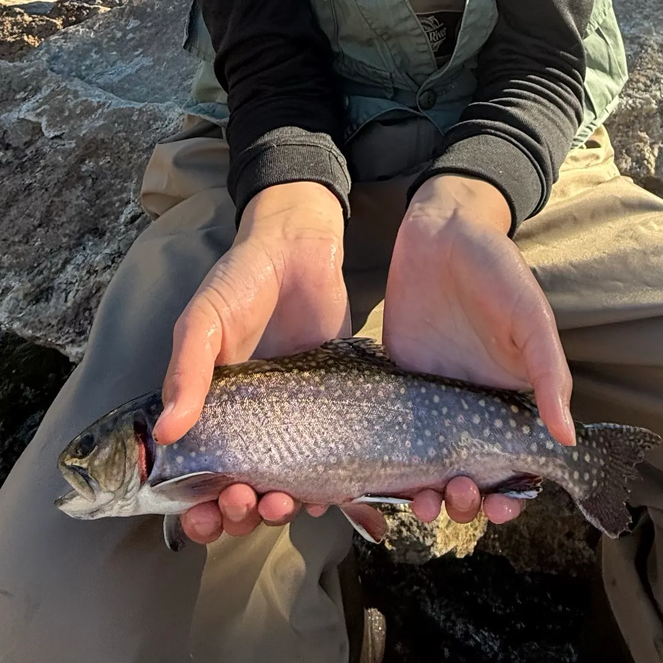 Brook trout caught on Fishbrain