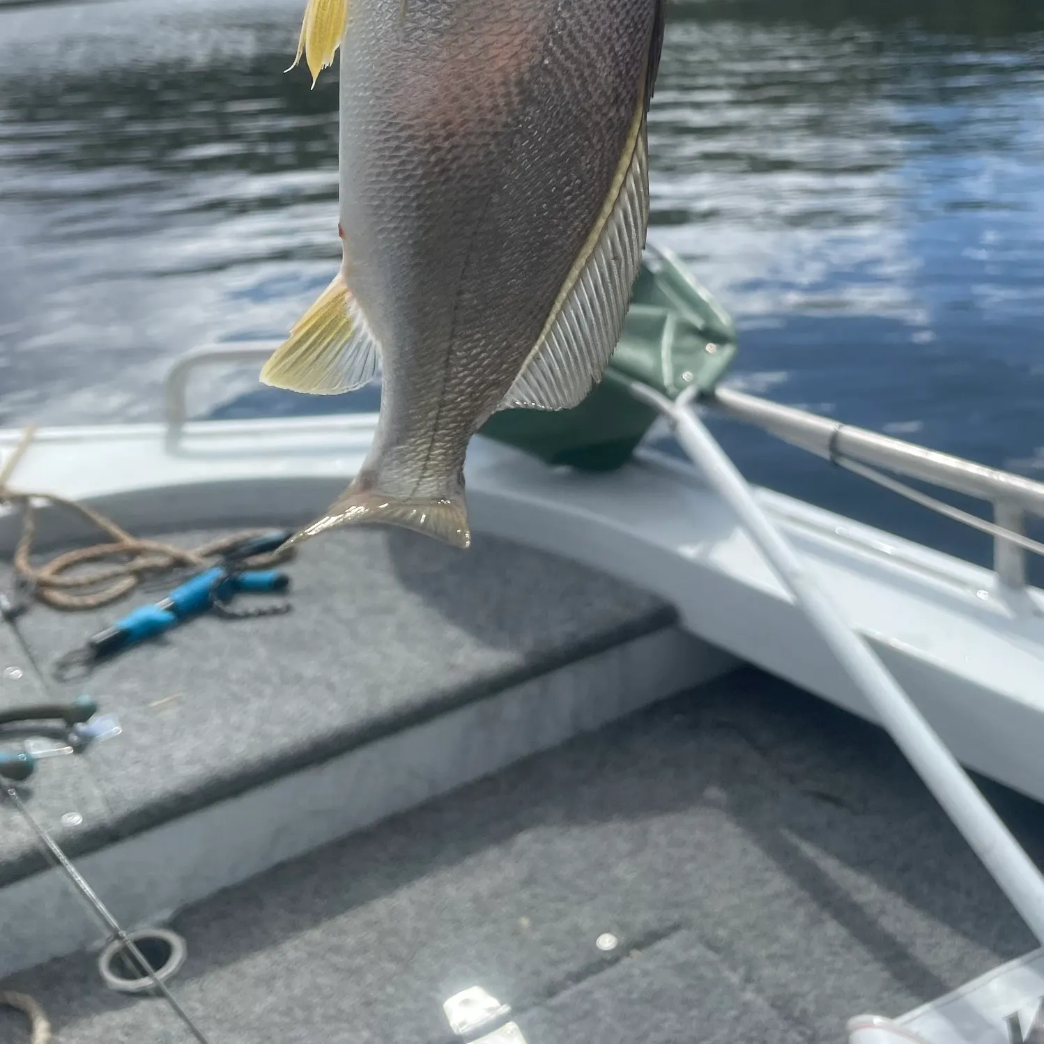 The most recent Japanese meagre catches on Fishbrain