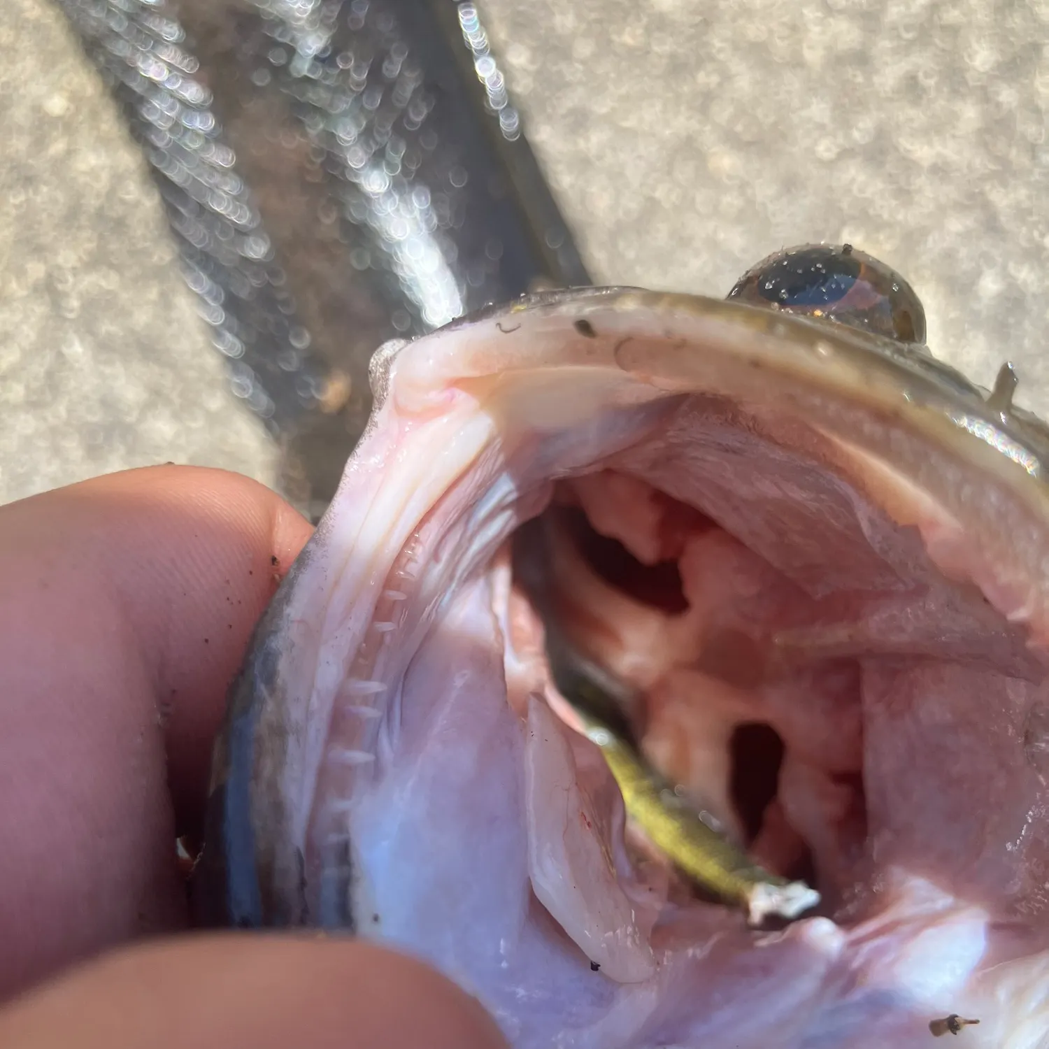 The most recent Bullseye snakehead catches on Fishbrain