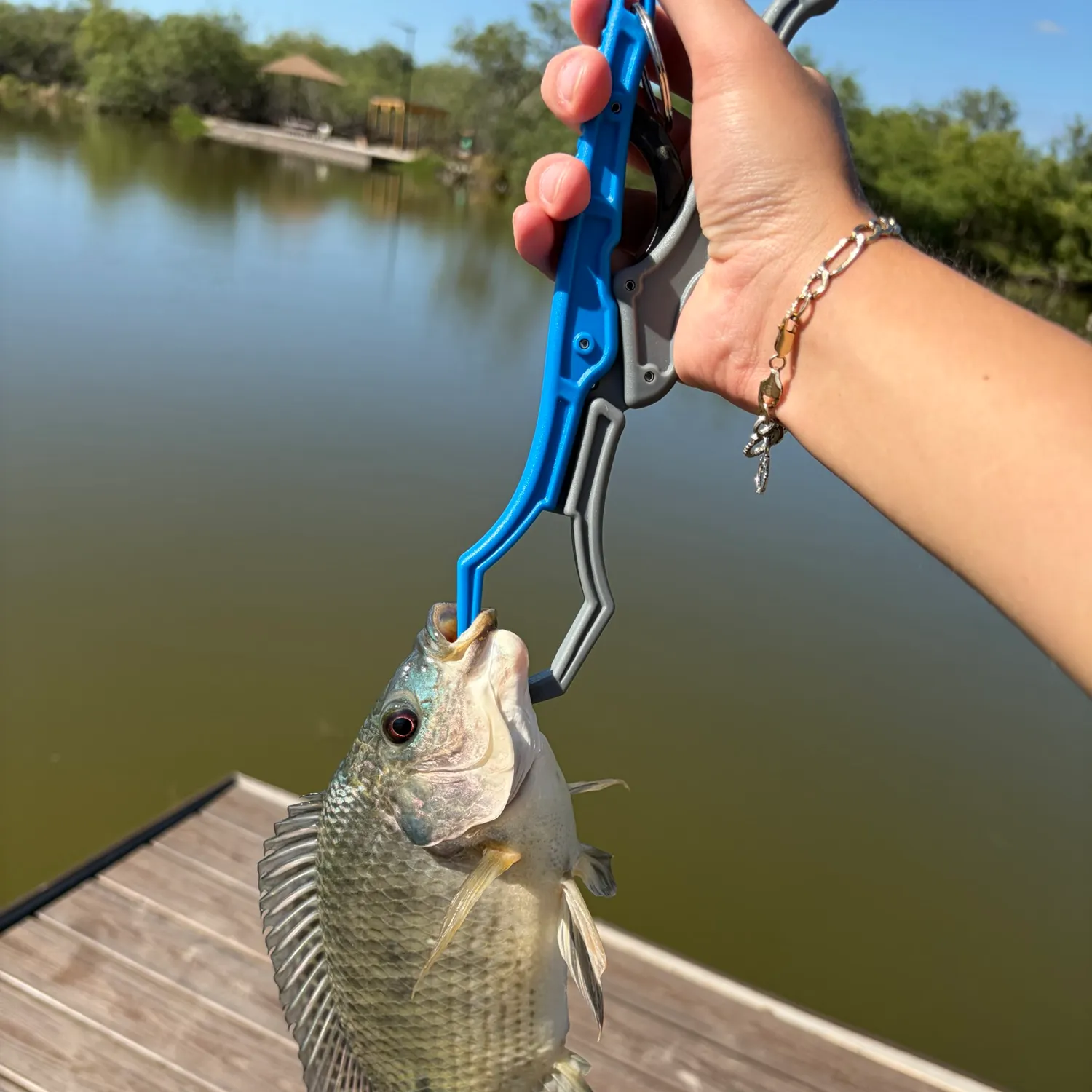 Blue tilapia caught on Fishbrain