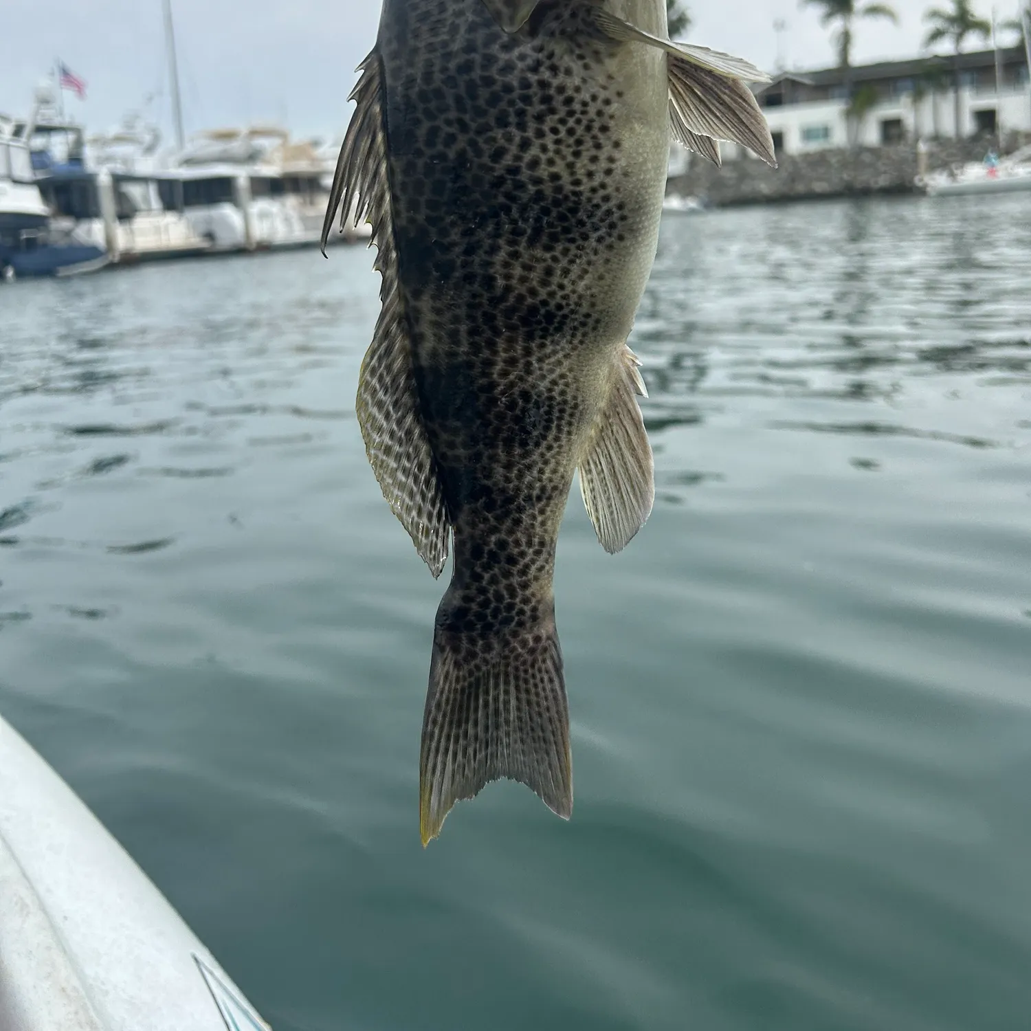 The most recent Spotted sand bass catches on Fishbrain