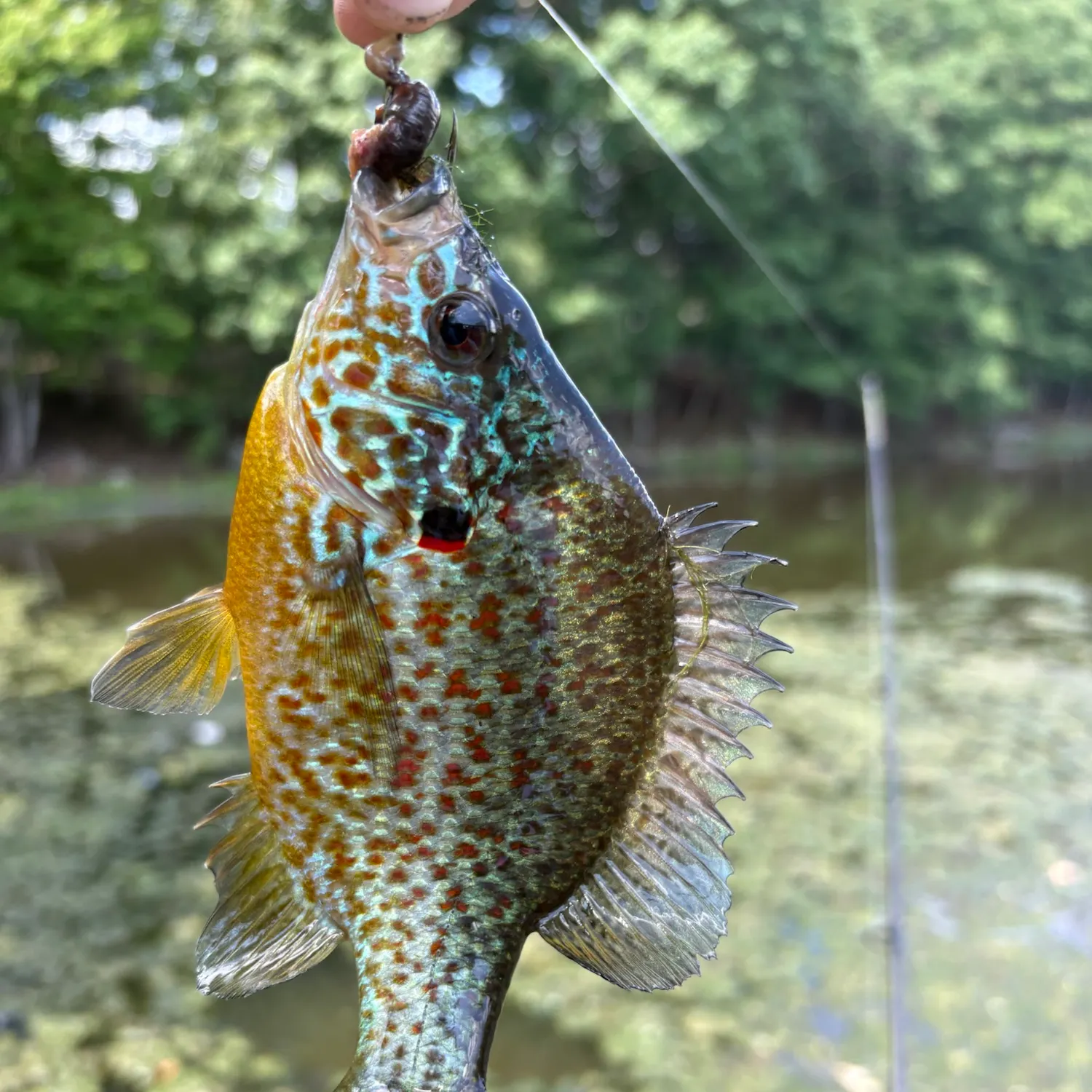 Pumpkinseed caught on Fishbrain