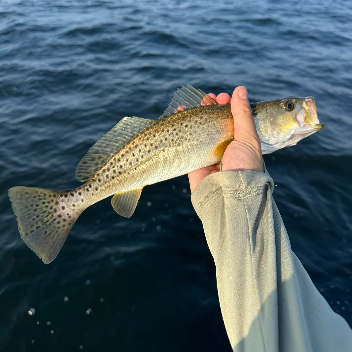Spotted seatrout caught on Fishbrain