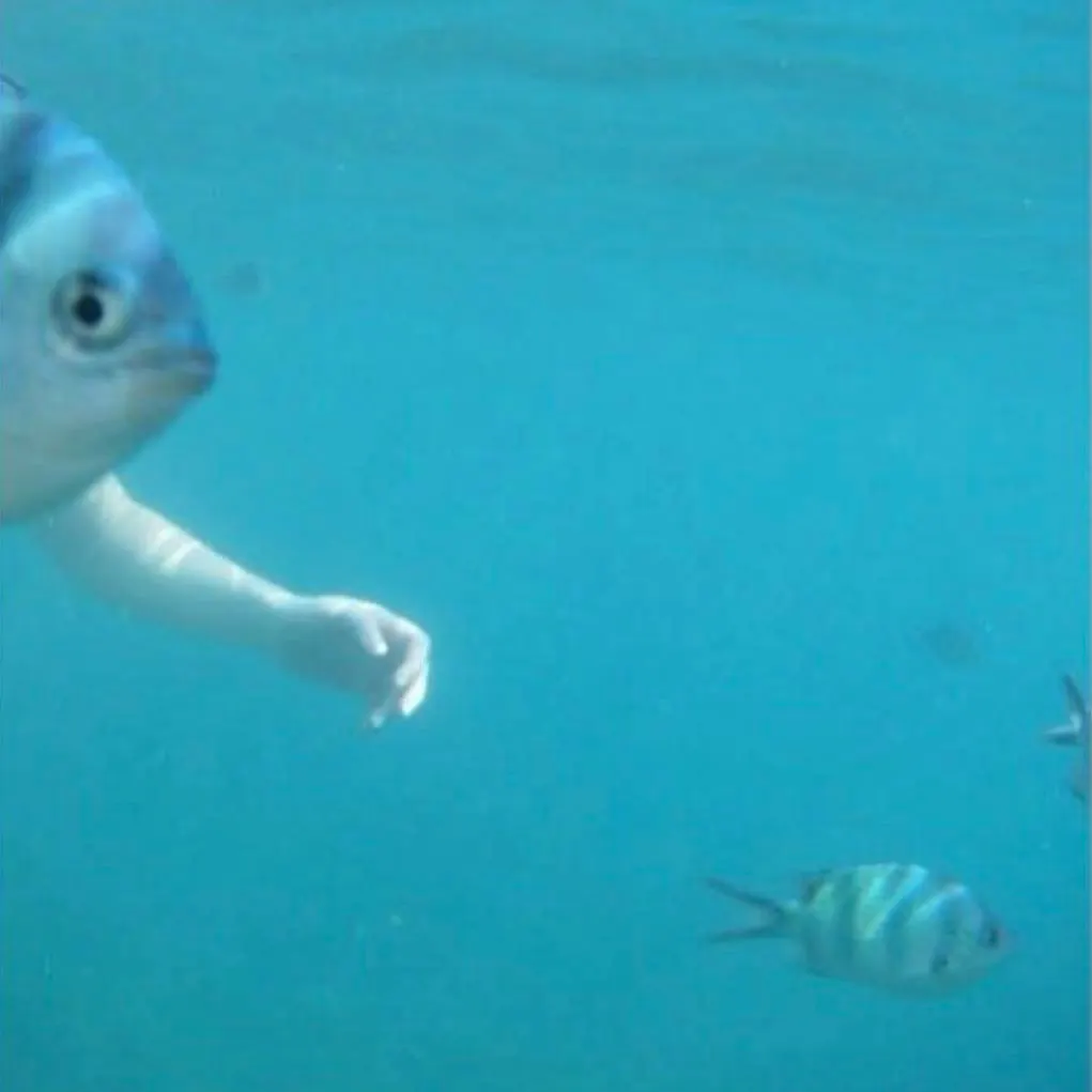 The most recent Finescale sleeper catches on Fishbrain