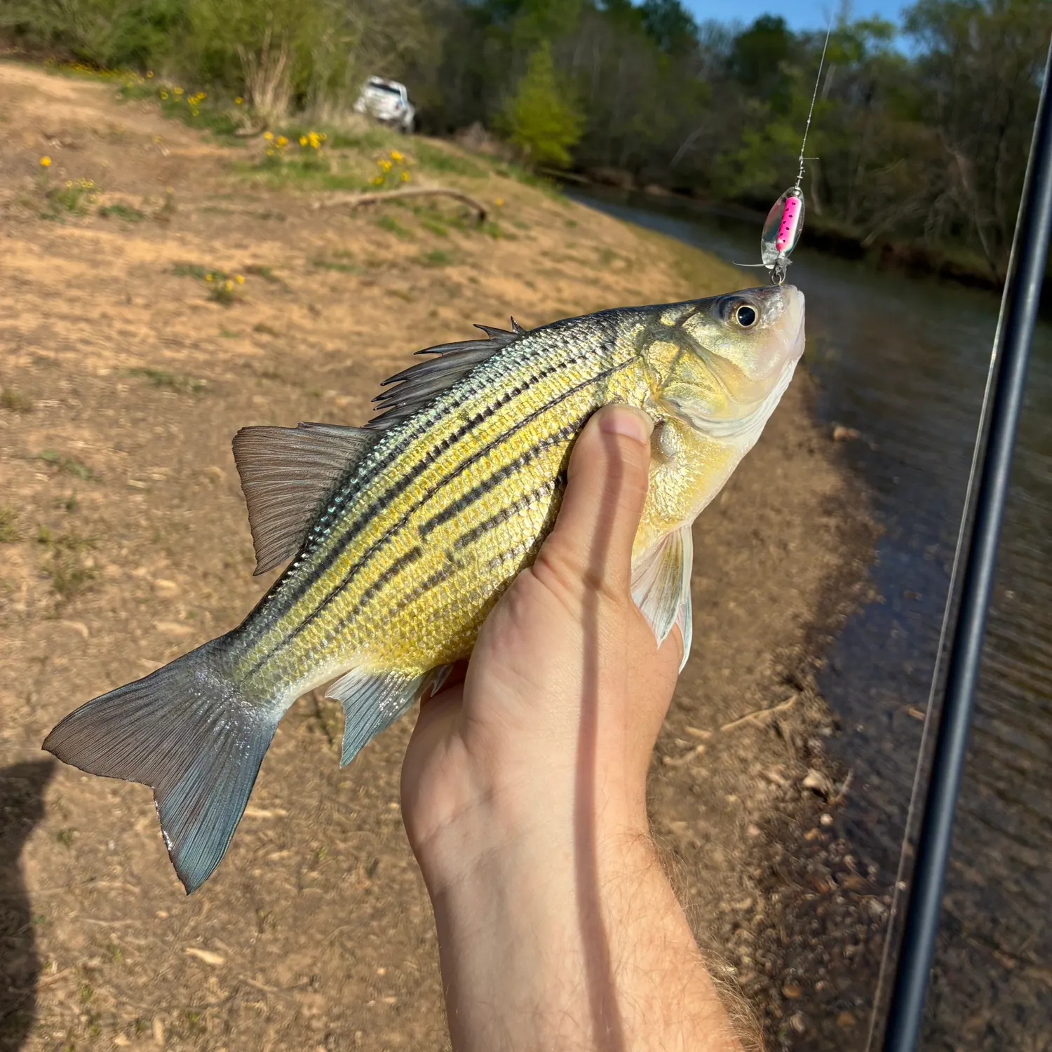 Yellow bass caught on Fishbrain