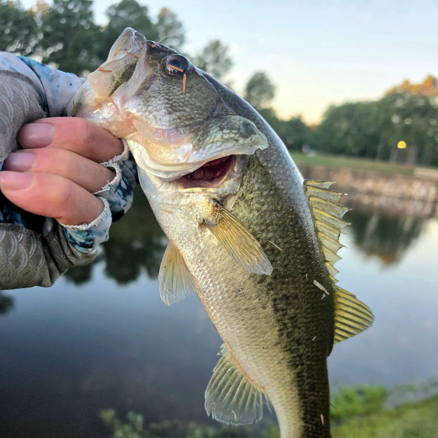 Largemouth bass caught on Fishbrain