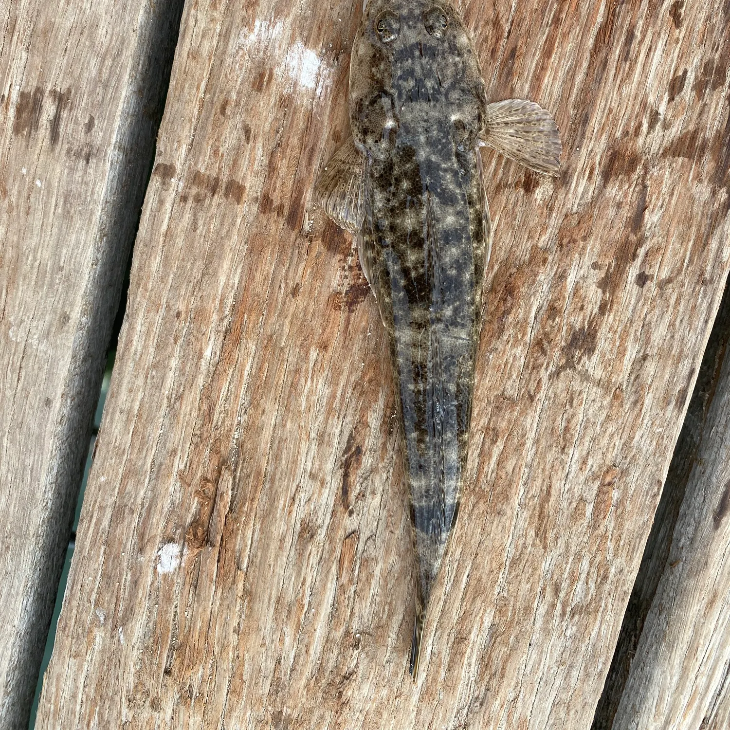 The most recent Bartail flathead catches on Fishbrain