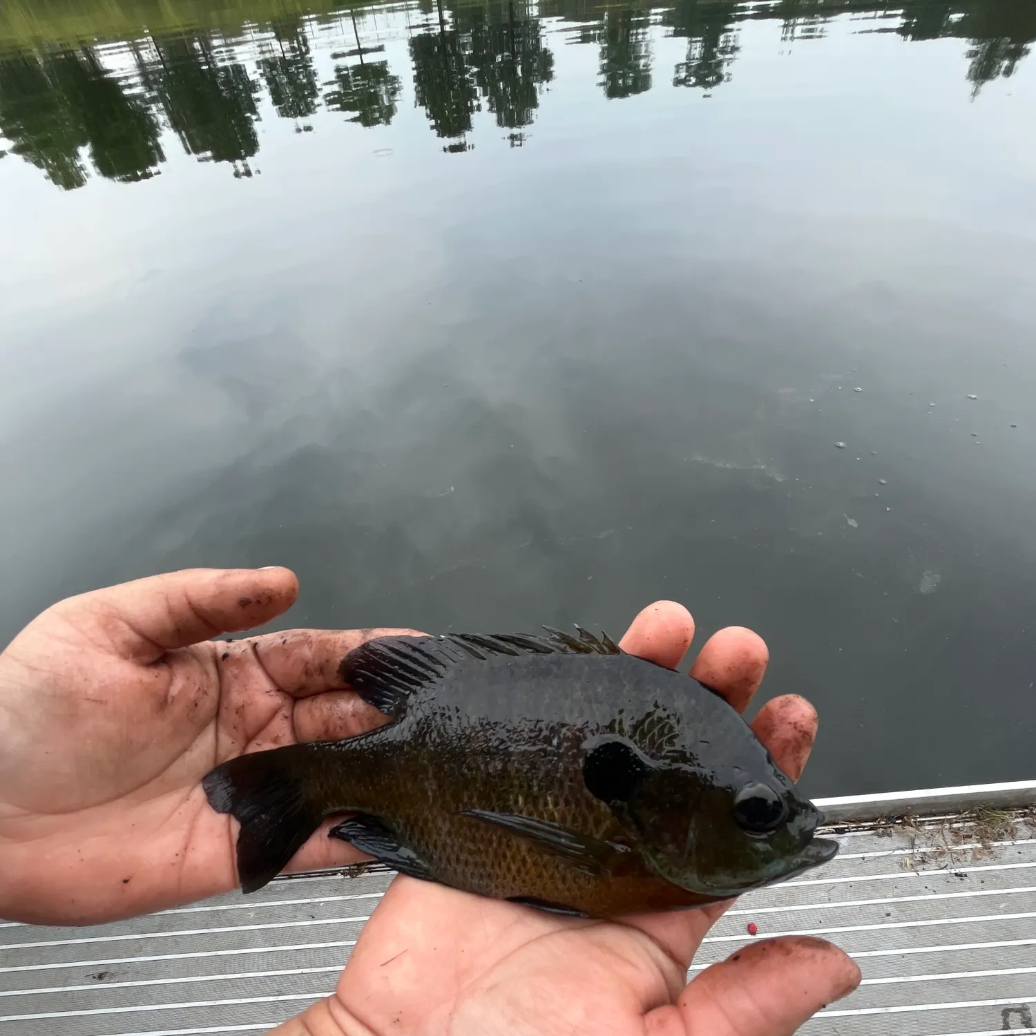 Bluegill caught on Fishbrain