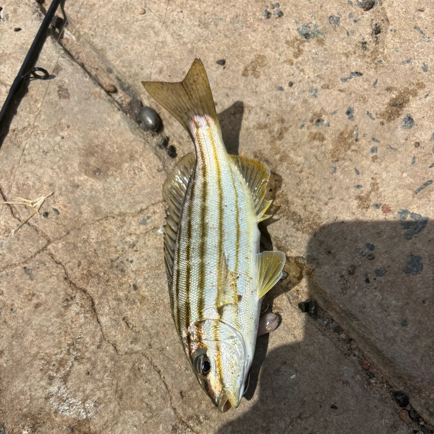 The most recent Eastern striped grunter catches on Fishbrain