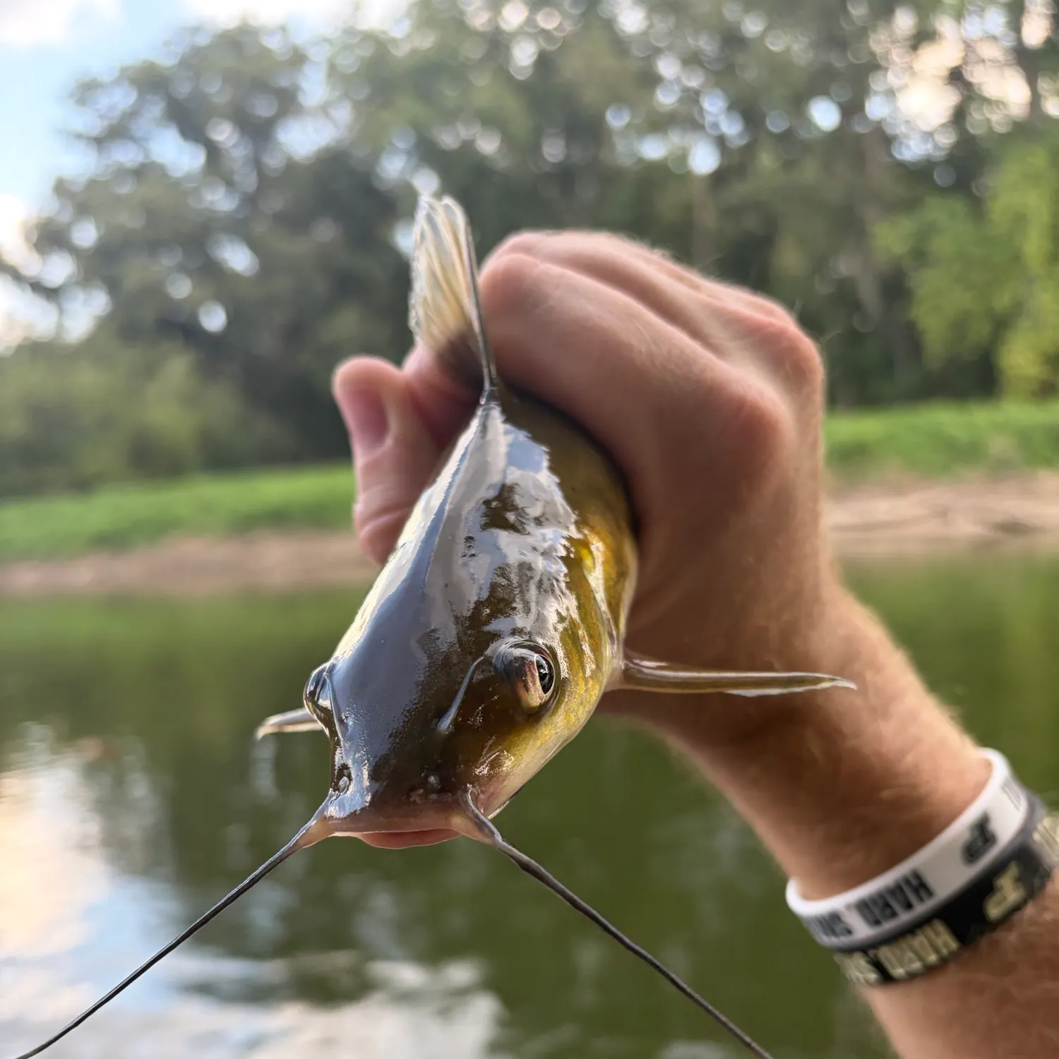 Channel catfish caught on Fishbrain