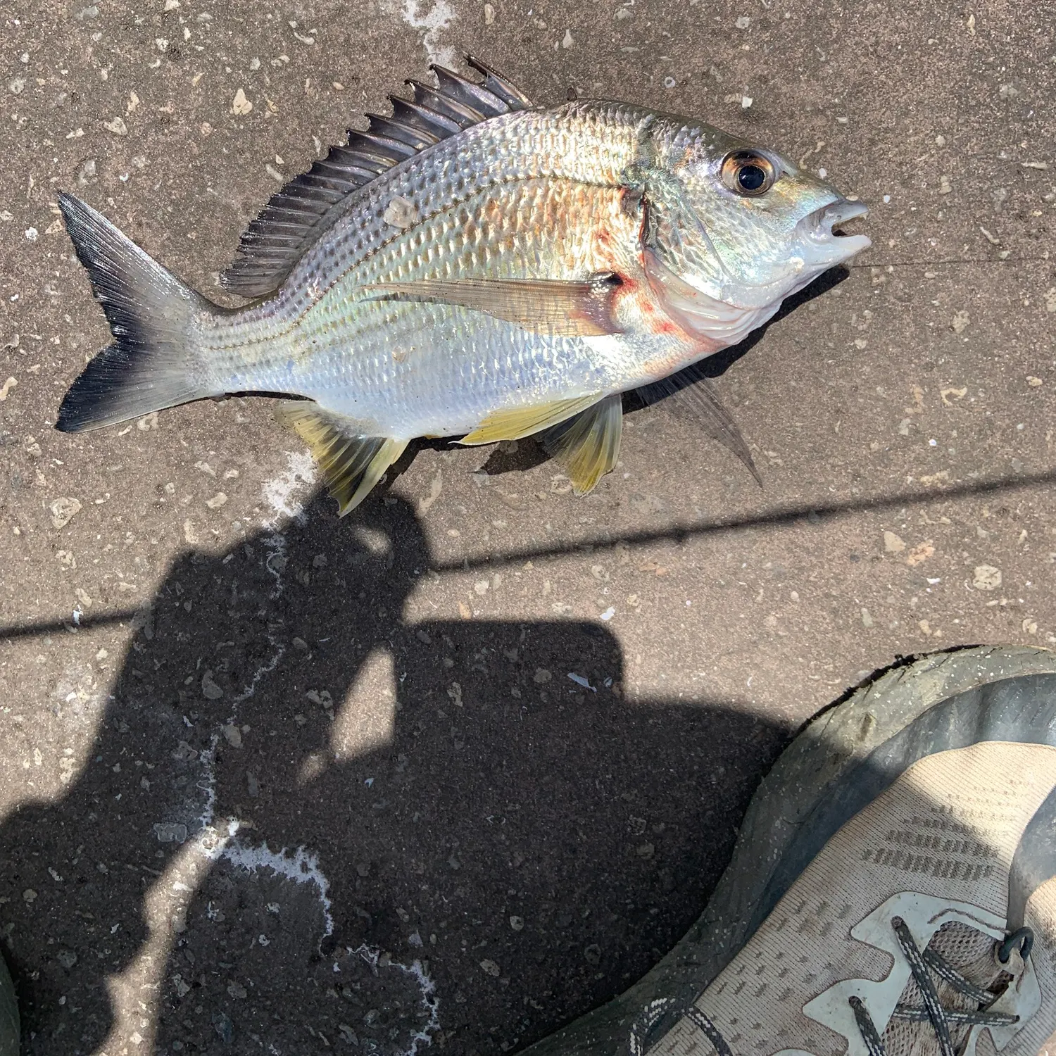 Surf bream caught on Fishbrain