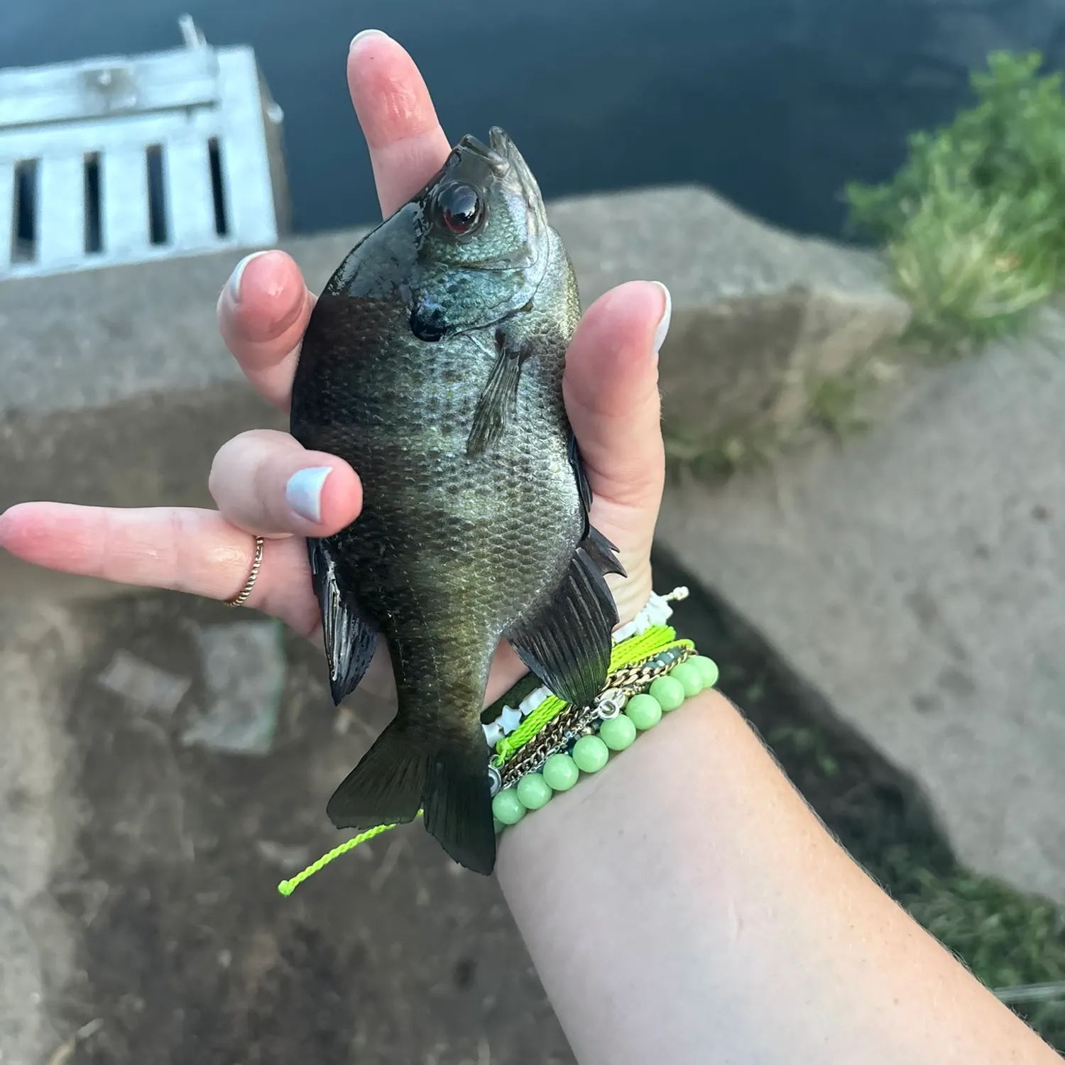 Bluegill caught on Fishbrain