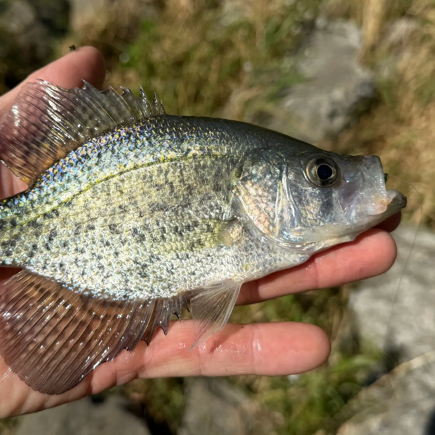 White crappie caught on Fishbrain