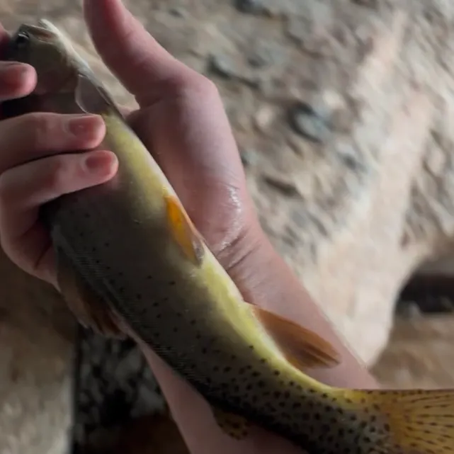 Cutthroat trout caught on Fishbrain